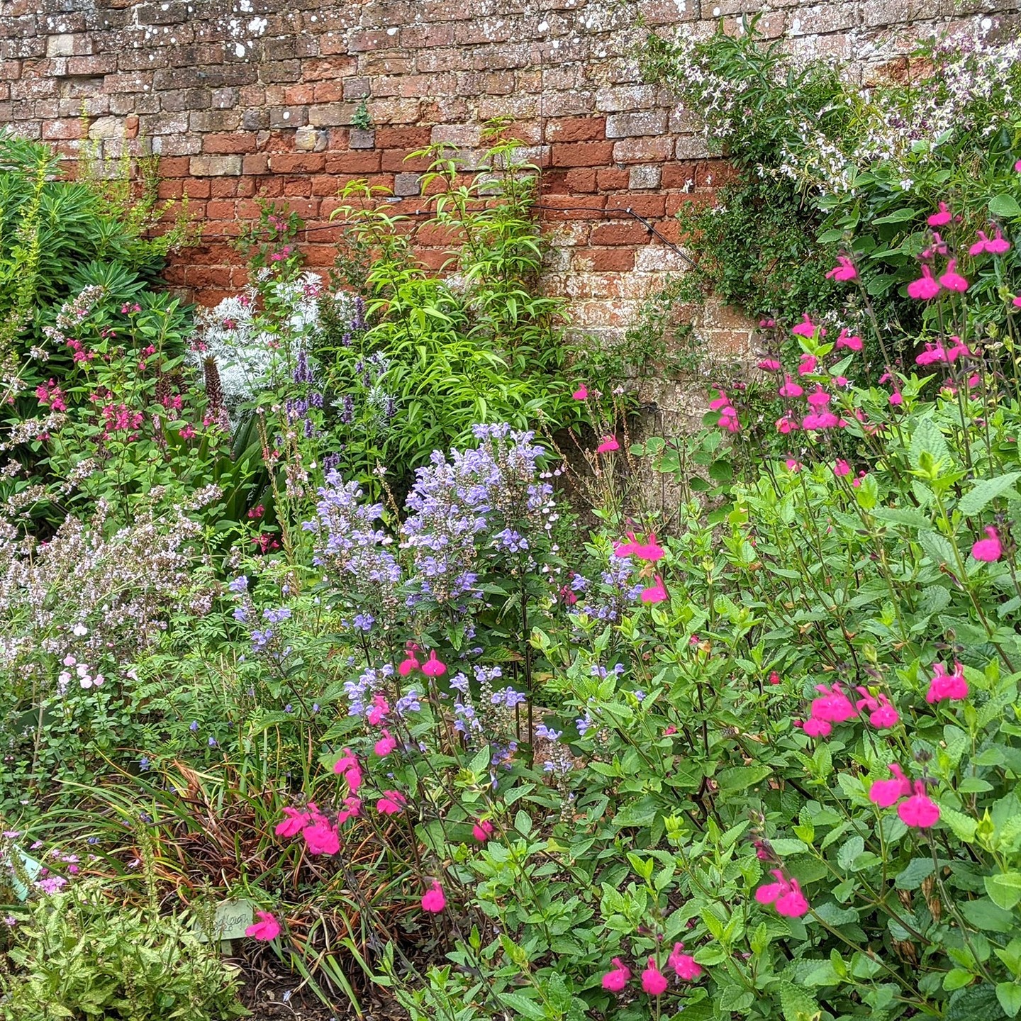 Scutellaria incana with various Salvias etc.
Mandevilla laxa.
Maackia amurensis a 20' tree that I (rather ageingly) grew from seed some years ago.
