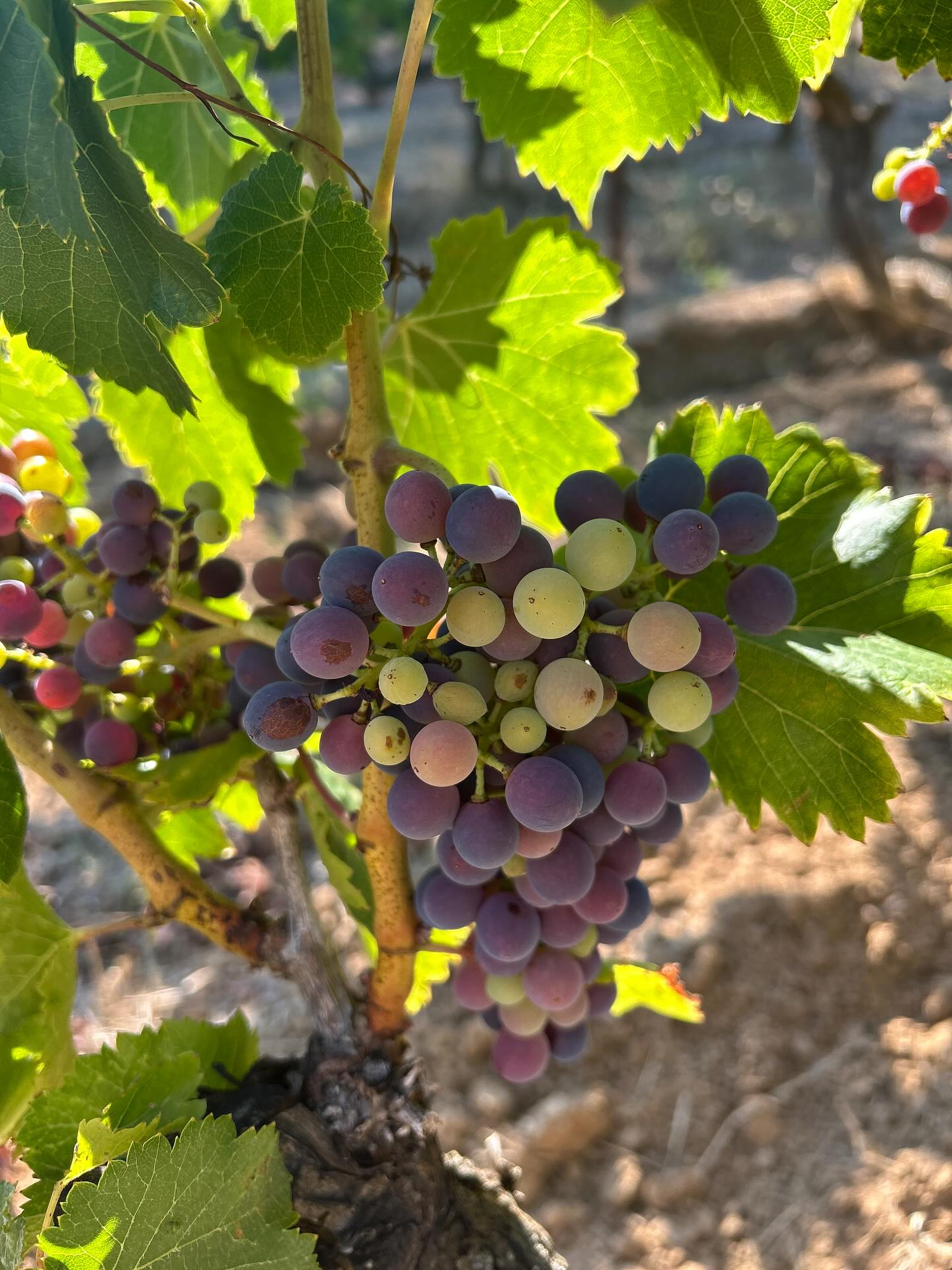 VÉRAISON
Les raisins changent de couleur, annonçant la récolte prochaine !
#domaineviticole #vignoblefamilial #sabran #gard #cotesdurhône #winelovers