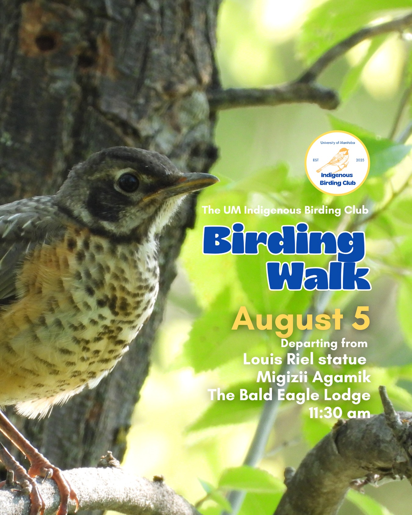 Join us on August 5 for a relaxed, 1.5-hour birding walk that begins at Migizii Agamik – The Bald Eagle Lodge. We’ll gather at 11:20 am by the Louis Riel statue, with the walk starting promptly at 11:30 am. The walk will take us to King’s Park, or another nearby location, at a leisurely pace, allowing us to enjoy the sights along a mix of pavement, grass, dirt, and gravel paths. The terrain is mostly flat, with just a few gentle slopes.
These walks are open to BIPOC (Black, Indigenous, and People of Colour) folks and allies who share our belief that birding is for everyone, regardless of experience. Whether you’re new to birding or a seasoned enthusiast, we welcome you to join. Just dress for the weather and be sure to bring sunscreen and water. If you don’t have your own binoculars, we have some available to borrow.
Our walks are an opportunity to connect with nature, build community, and learn from one another in a relaxed and supportive environment. Feel free to participate at your own pace — there’s no need to stay with the group the entire time, and you’re welcome to come and go as you please.
Accessibility Information:
The walk covers a variety of paths, including pavement, grass, dirt, and gravel, with mostly flat terrain and a few gentle slopes.
Washrooms are available approximately halfway along the walk.
If you need assistance or have specific accessibility requirements, please let us know in advance so we can do our best to accommodate you.
Parking:
Please note there is NO free parking on campus M-F from 8:30 AM to 4:30 PM. Parking is available for a fee in the Parkade and at metered spaces for a fee.
We look forward to seeing you there!
Photo: @justinleerasmussen
@umindigenous @umanitoba @umstudent @umisacouncil @um_metis @musaumanitoba