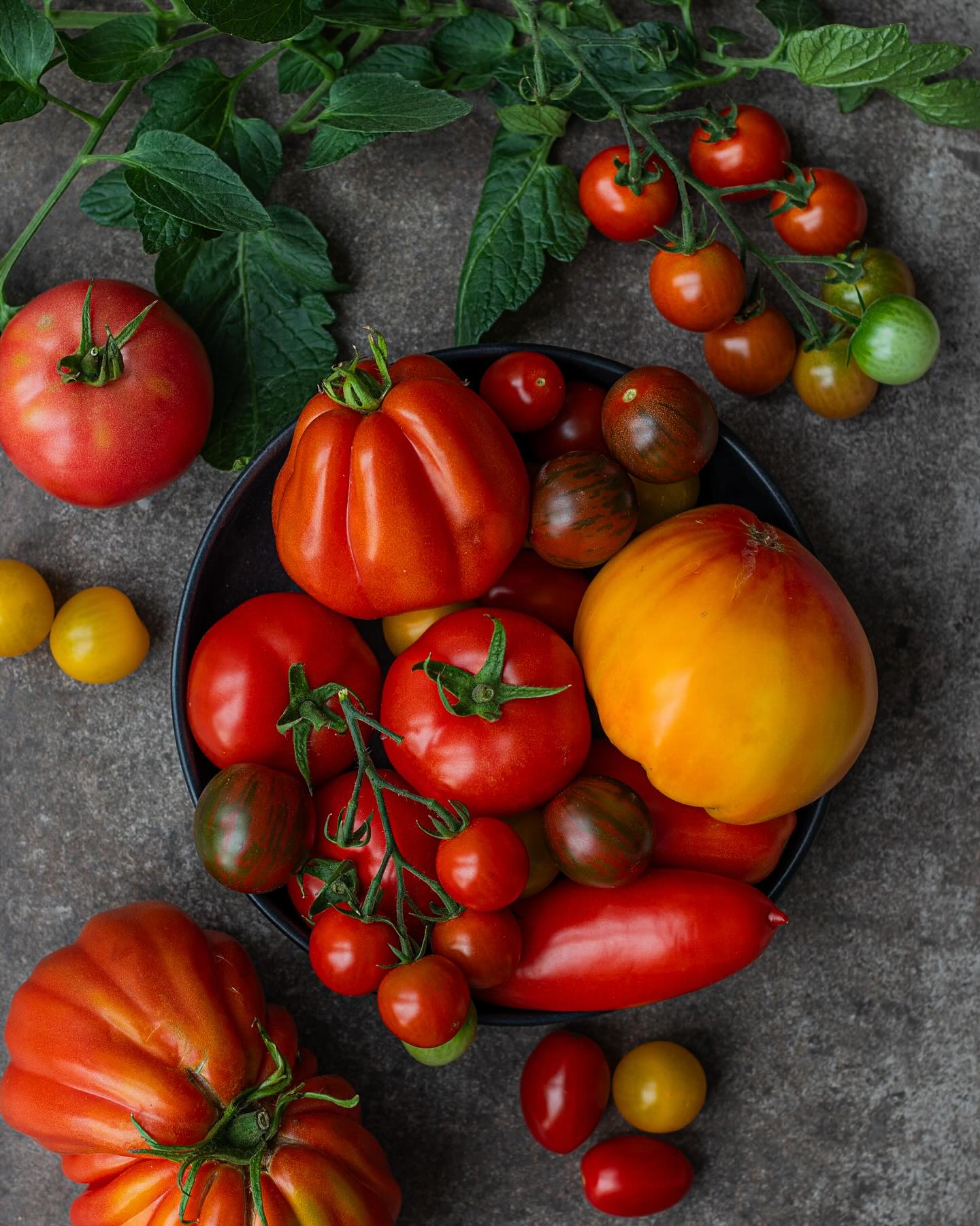 Diese absolute Tomatenliebe in ihrer so bunten Vielfalt. ❤️🧡💚💛🍅
Unsere Tomaten sind nicht nur rot – sie sind gelb, orange, gestreift, rund, oval, groß oder klein… jede Sorte bringt ihren ganz eigenen Geschmack mit: mal fruchtig-süß, mal würzig-intensiv!
Ob direkt vom Tomatenstock „gschneugt“, als bunter Tomatensalat, im Ofen gegart oder als Soße eingekocht – Tomaten sind wahre Alleskönner in der Sommerküche.
Und das Beste? All diese Farben und Formen stammen direkt aus unseren Folienhäusern – natürlich gewachsen, voller Aroma und mit viel Liebe gepflegt.
Aber schau selbst durch unsere Bilder und entdecke die Vielfalt der Tomate – und verrate uns gerne in den Kommentaren: Wie magst du Tomaten am liebsten?
#Tomatenvielfalt #Tomatenzeit #sommer #sonne #bunt #regional #saisonal #tomaten #cocktailtomaten #bernerrose #ochsenherz #tomatensalat #tomatensosse #kochen #hofladenlang #wintersweiler #kandern #karsau #schwörstadt #lörrach #wochenmarktlörrach #basel #rheinfelden #weilamrhein #wochenmarkt24dreiländereck #direktvermarktung #direktvomhof
