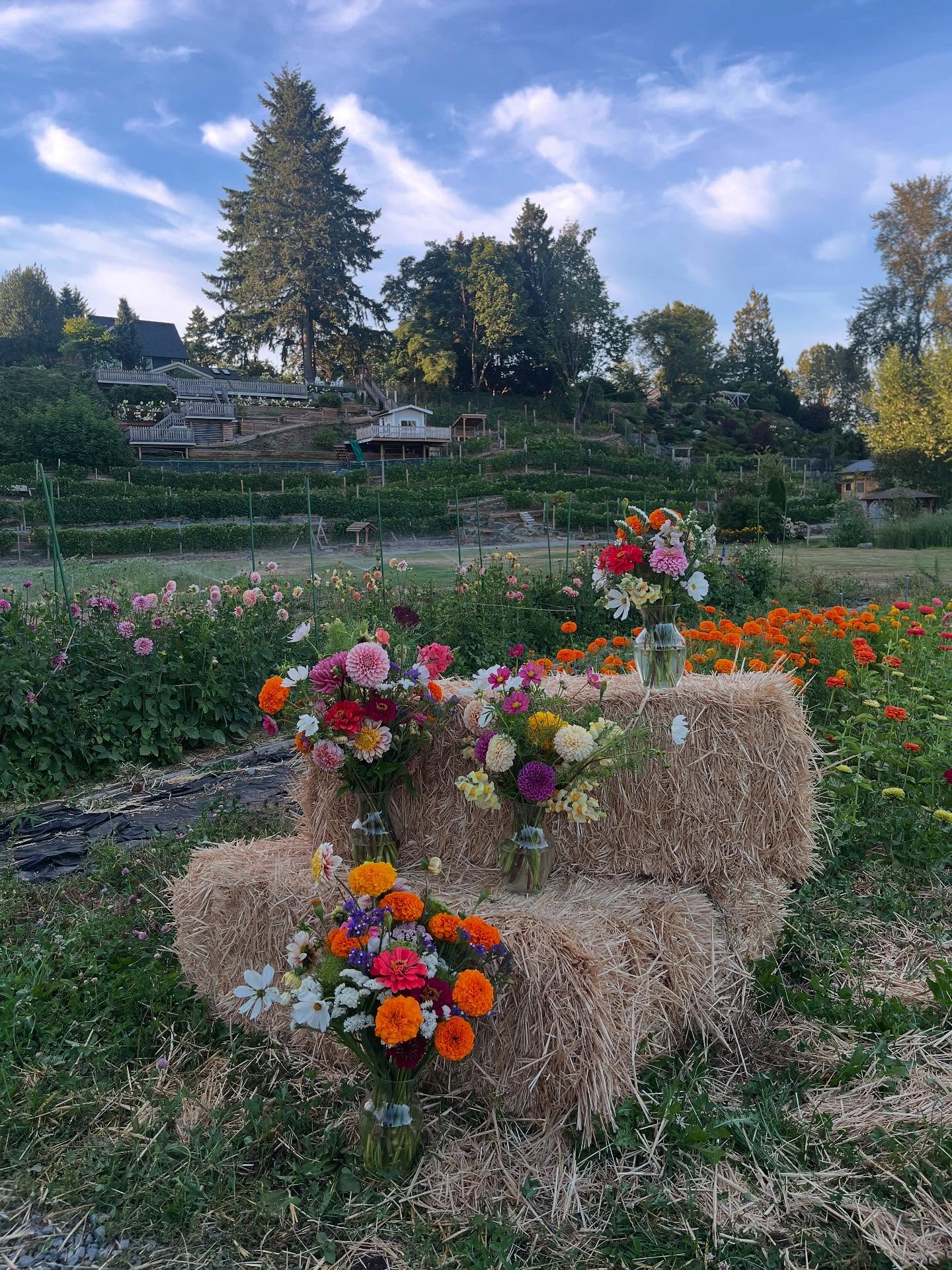 Thank you to everyone who made it out to our u-pick event last night! It was so cool to see the different arrangements that you created. And special thanks to my friend @mlle.michelle for being the photographer while this very pregnant mama got to rest her feet.
We’ll be taking a small break from flowering as we enjoy our last few days as a family of 3, and our first days as a family of 4. We’ll be back with market bouquets, bulk buckets, and more within the next few weeks. We are also hoping to squeeze in a few more u-picks in August and September, so stayed tuned if you’re interested but missed out last night!
In the meantime, garlic is still available for preorder— send us a message if you’re interested in reserving your order!