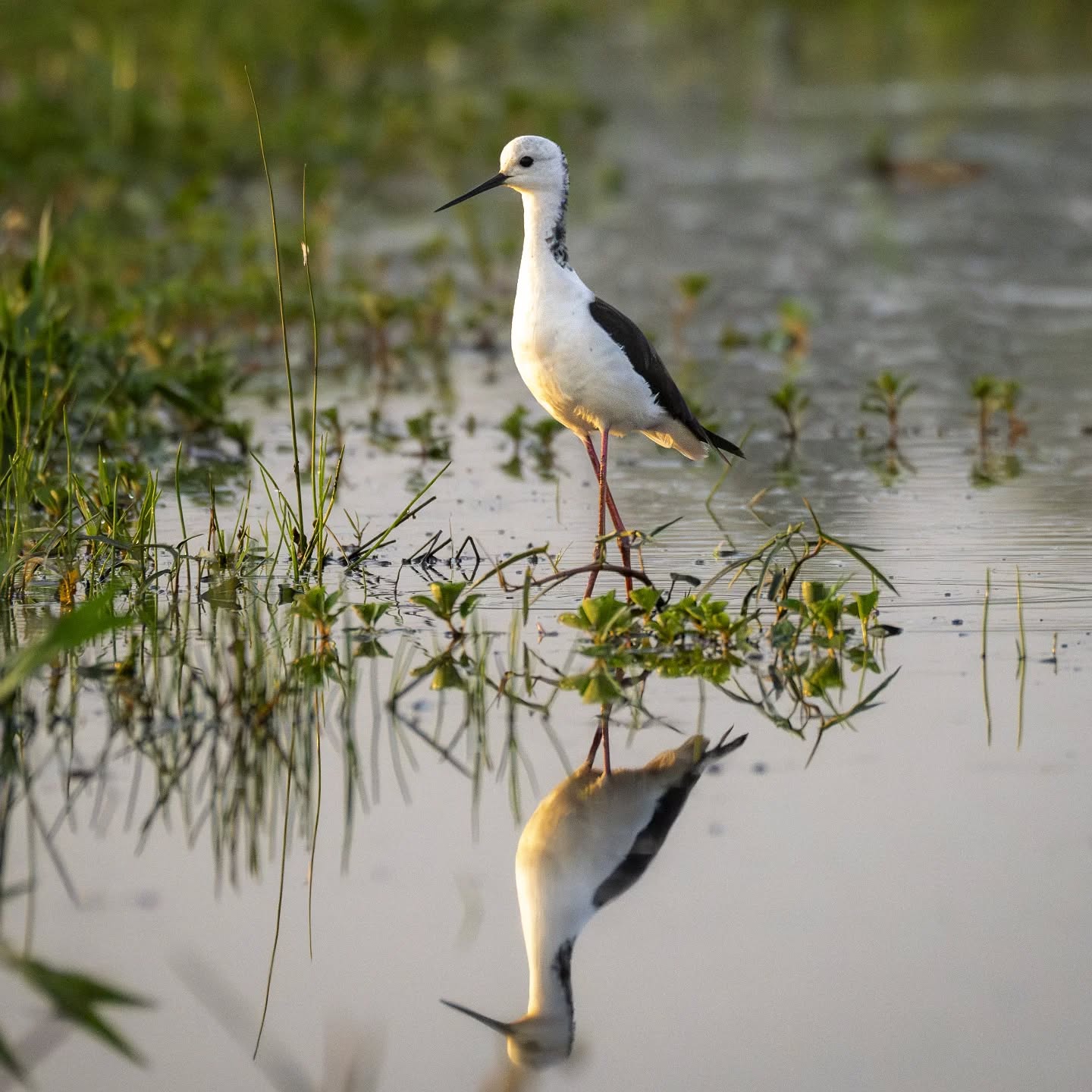 Memories of Darwin... A pied black winged stilt at Lambells Lagoon Litchfield
@aneyefordetails
#bird #birds #birdphotography #birdsofinstagram#animalsofinstagram #wildlifeofinstagram #wildlifephotography #nature #naturephotography #wild_perfection #wildlifeaddicts #nikon #nikonaustralia #planetearth #nationalgeographic #australiangeographic #darwin #northernterritory #tourismaustralia