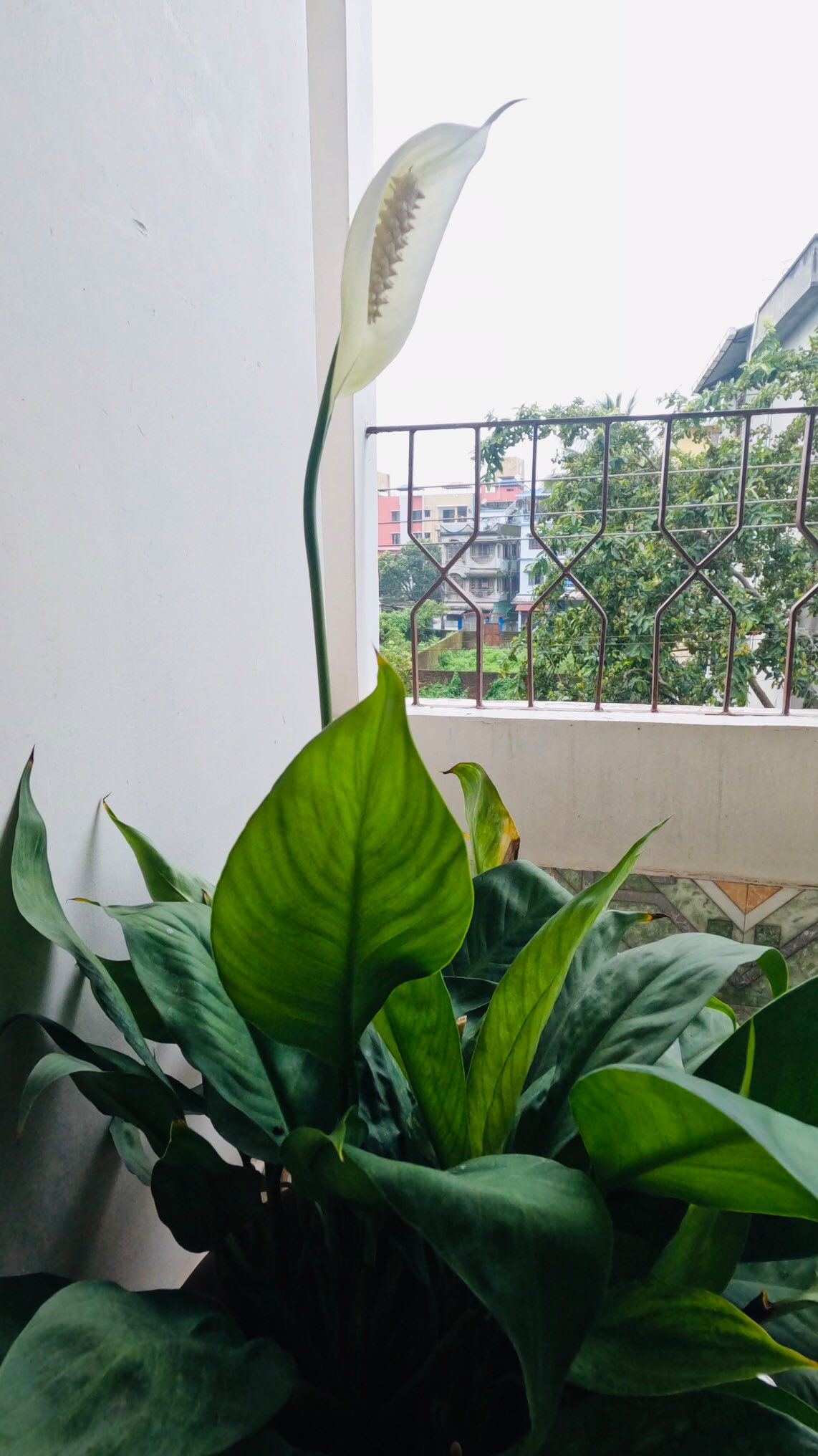 Welcome to Maria’s Homestay - Feel At Home, Away from Home.
Our newly added 2BHK unit on the second floor is open for guests. Thoughtfully designed by Maria herself. It features a cozy entry sitting space, two inviting bedrooms (one AC, one non-AC), a well-equipped kitchen, and a warm dining area perfect for shared meals and memories.
We also offer a spacious 3BHK unit for larger groups or families seeking extra room to unwind on the ground floor. And coming soon, a stunning 3BHK penthouse style retreat on the third floor - airy, spacious and ideal for relaxing evenings with open air views.
#mariashomestay #homeawayfromhome #relax #unwind #siligurihomestay #siliguritravel #siliguri #siliguridiaries #vacationrental #guesthouse #lodging #cozystay #homestay #india #familyfriendly #petfriendly #vacationrental