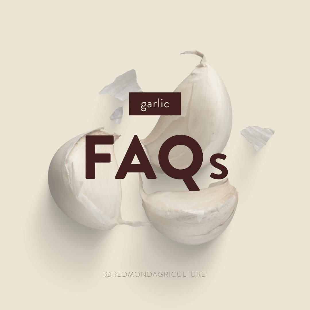 Your questions about garlic, answered 🧄
Thanks to @redmondagriculture 🙌
#redmondagriculture #garlicforcows #cattlefarm #cattleranch #agribestfeeds
