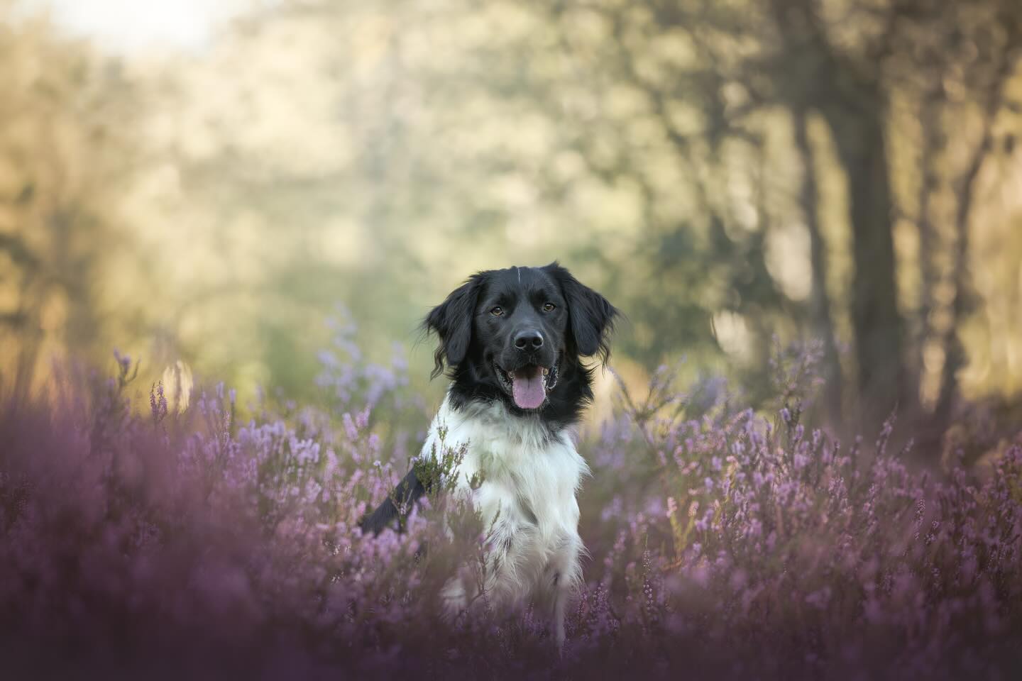 Gister ben ik terug gekomen van een mooie roadtrip door Schotland 🏴. Ook wel lekker om weer thuis te zijn in het zonnetje, want ja die zie je niet veel in Schotland 😅
Niet alleen de zon schijnt, maar ook de heide begint met bloeien. Wil je graag nog een heide shoot boeken? Doe dat dan snel want de agenda loopt vol!
Je vindt de informatie in mijn vorige post.🪻