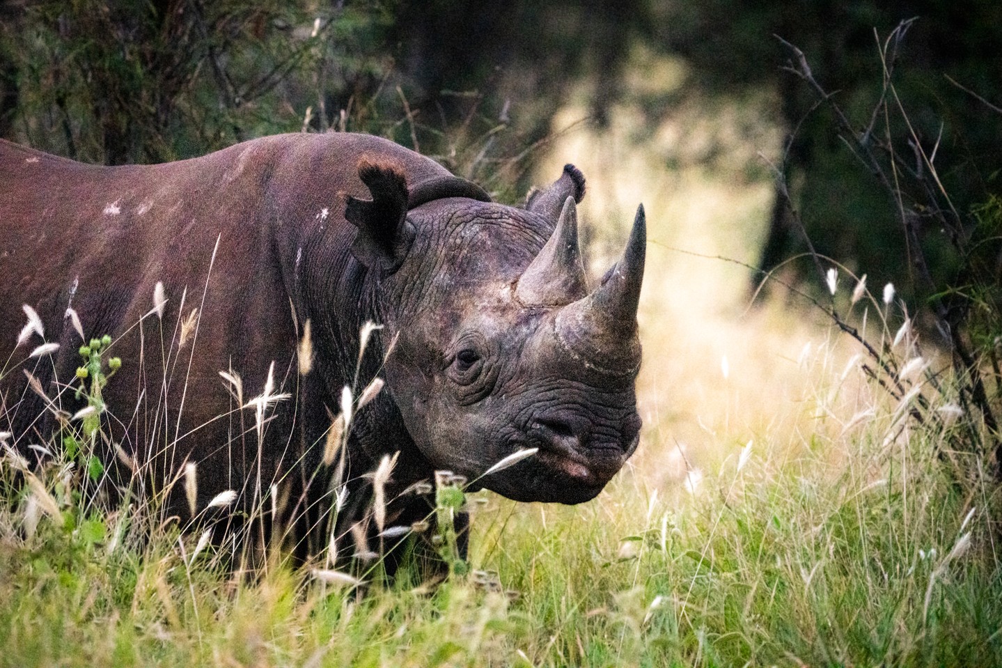 Ekwang, one of the 21 eastern black rhinos successfully translocated to Loisaba in early 2025. Our team protect these critically endangered mammals, alongside countless others and critical habitat.
Through the Wildlife Ranger Challenge, your support goes even further — every donation is matched by Mark Scheinberg, doubling your impact for wildlife, rangers, and the landscapes they protect.
🦏 Help us keep Ekwang safe: https://wildlife.rangerchallenge.org/campaigns/Loisaba-Conservancy (link in bio)
Photo © Jamie Lucas
#WildlifeRangerChallenge #SupportOurRangers #LoisabaConservancy #EasternBlackRhino #ProtectWildlife #ConnectedConservation #RangersLeadTheWay #TuskTrust #RhinoRecovery #WRC2025