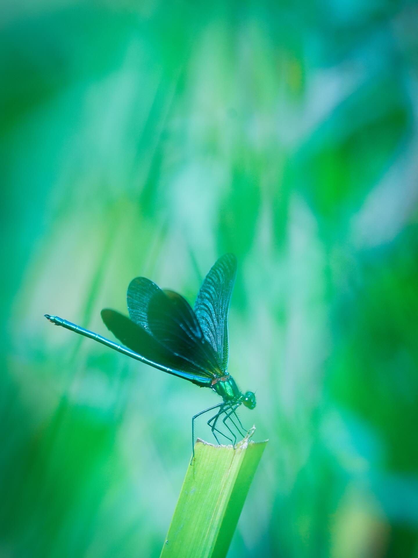 The Demoiselle - graceful by name and nature, these little dragonflies flutter up and down streams across England on warm summer days. You can often find me wading knee deep into water to get close portraits and flight shots, but these insects rarely stay still for long. Using tall grass as a screen, I shot through the vegetation to get these more ethereal pictures. Sonyās 200-600mm on the A7iv was again invaluable for locking onto the demoiselle in flight, and with an extender I could get super macro shots of the wing details.
#sonyalpha #thechoiceofcreators #demoiselle #dragonfly #naturelovers #ukwildlife #macrocaptures #closeupphotography #rivers #watercressway #yourshotphotography #hampshire @sony.unitedkingdom #discovernature