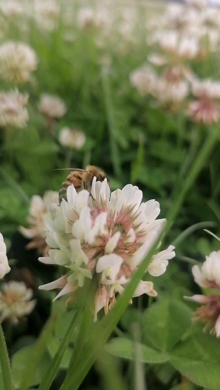 🐝✨ White clover in bloom — and the bees know it!
This field is full of Trifolium repens, better known as white clover — a legume that's not only great for the soil, but also a fantastic nectar and pollen source for bees.
If the colonies are strong and the weather stays kind, bees can even produce clover honey, known for its light colour and mild flavour.
Fun fact: what looks like a single flower is actually a cluster of many tiny florets. Once pollinated, each floret bends down — and from there, the seeds will form. Nature is full of small wonders! 🌱🐝
#whiteclover #trifoliumrepens #bees #pollinators #honeyflow #brawliemuirfarm #naturaldiversity