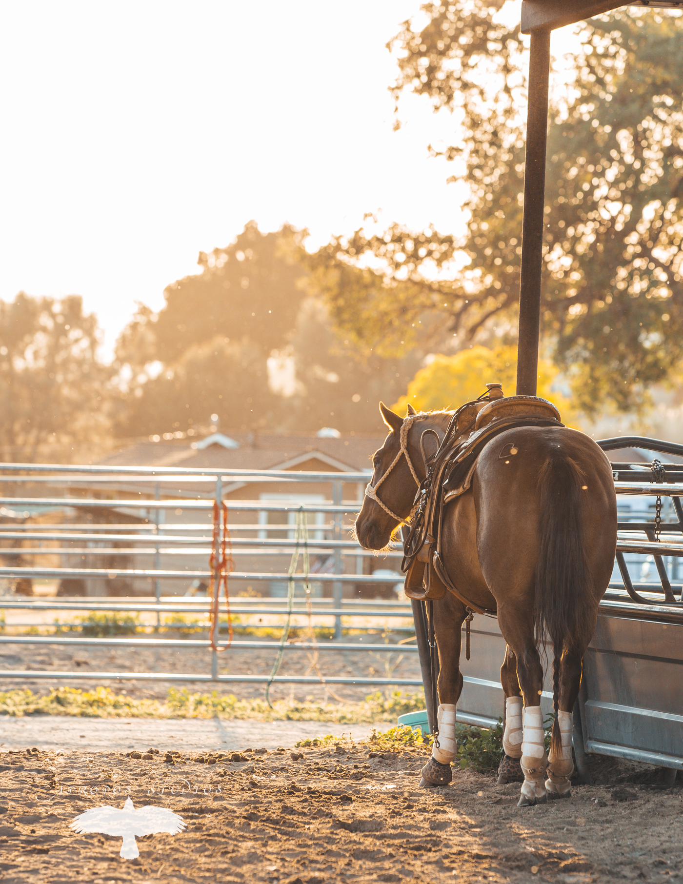 Who doesn't love the beautiful light of golden hour?
#photooftheday #fyp #canonphotography #mirrorless #horsesofinstagram #dogsofinstagram #candid