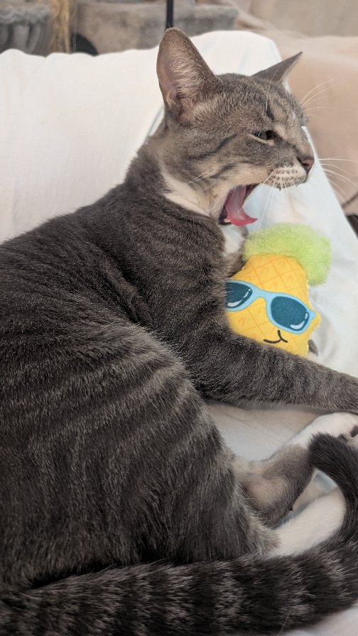 Dont touch my pineapple 🍍
.
.
.
#catlover #cat #pineapple #donttouchmypineapple #chamanlechat #chatrigolo #catsoftiktok #catvibes #tetouhaha #fyp #foryoupage #fypシ