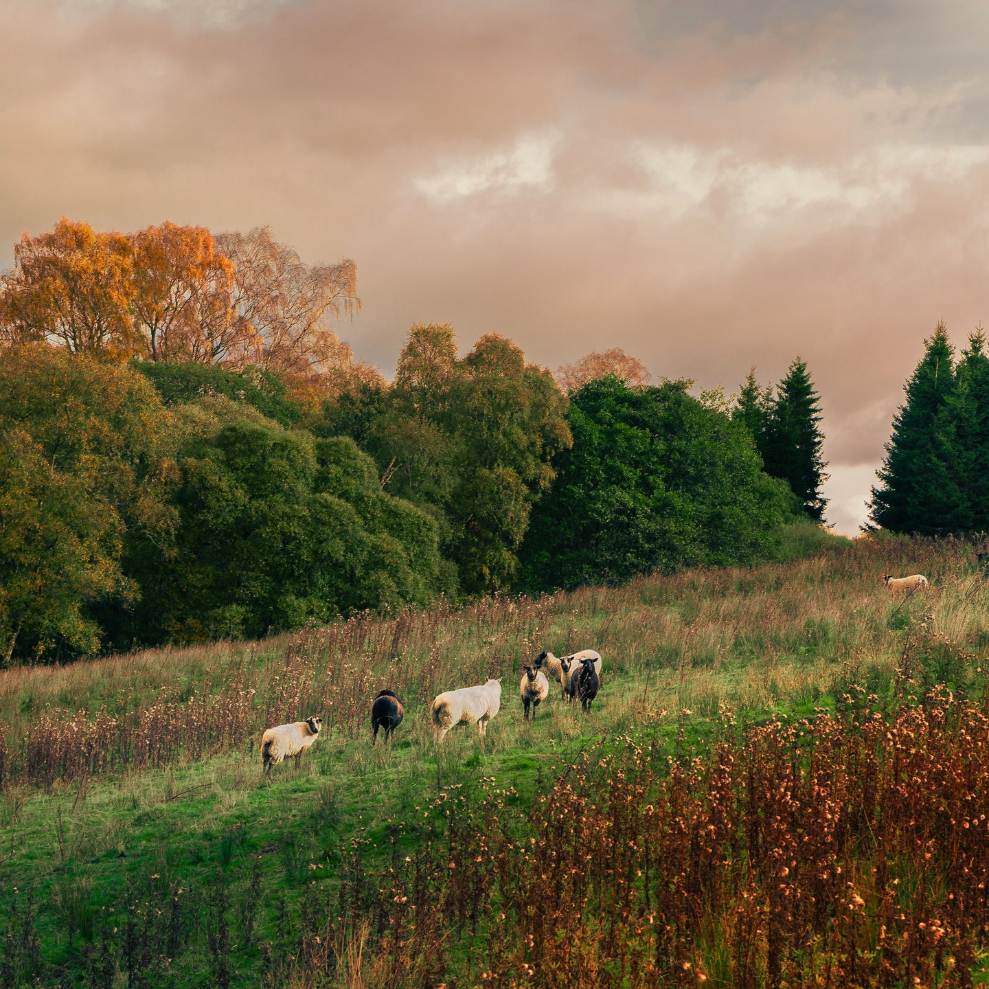 Evenings in the Highlands, exactly as you’d hope. Although grateful I don't live on a hill.
#scotlandphotography #scottishhighlands #kinloch #sunsetscotland #sheepofinstagram #ruralscenes #goldenhourshot #scottishlandscape #hillscape #countrylifeuk #naturescotland #visitscotland #sunsetlovers #landscapecapture #wanderscotland #highlandsandislands #ukcountryside #pastoralscene #farmlifeuk #scenicsunset #moodyscotland #natureperfection #travelscotland #hillsideview #scotlandinautumn #wildscotland #natureasitis #eveninglight #countrysidevibes #photographersofinstagram