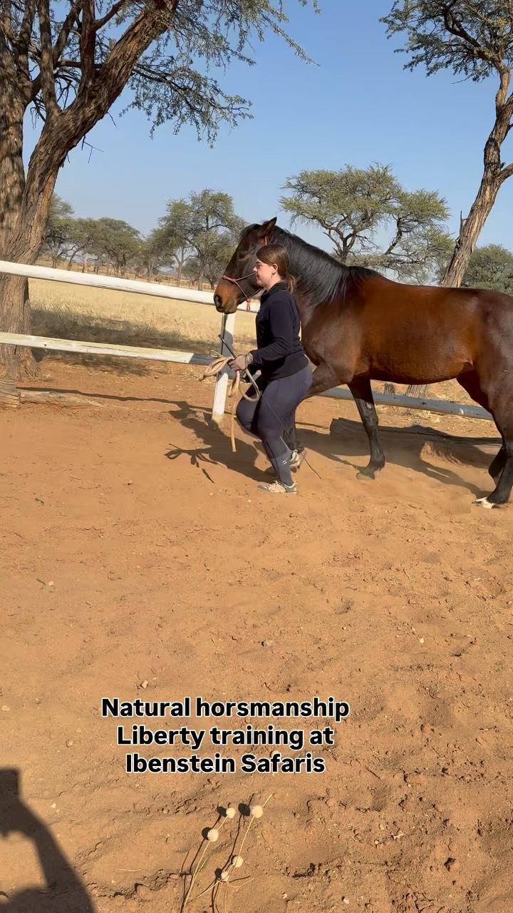 Besides outrides, game drives and many other activities our guests can join natural horsmanship lessons.
Write us in the comments if you would like to learn how to connect with your horse in a different way than just riding 😊🐴🏇
#naturalhorsmanship #naturalway #libertylesson #libertyhorsemanship #horsmanshipclinic #libertyhorsetraining
#namibianhorses #volounteerwork
