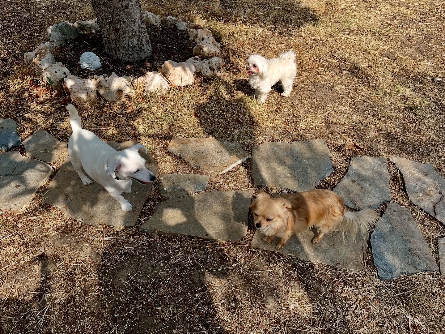 #cuidadoresdeperros #madrid #mascotas #españa #igersmadrid #perros #dogs #dogsofinstagram #perrospequeños #dogslife #dogfriend #fotosdeperros #comoencasa #vacaciones #doglover #pomeranian #chihuahua #caniche #bichón #bichonmaltes #shitzu #shitzulovers #pomerania #pomeraniaespaña #verano #verano2025 #summer