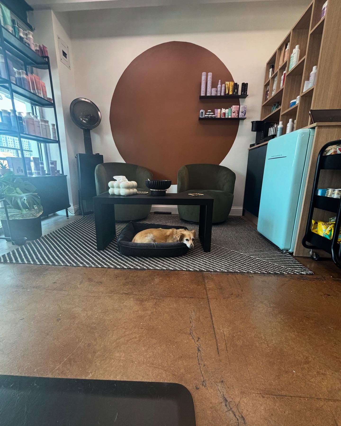 If you haven’t had the pleasure of meeting the goodest boy in the world. Our resident love bug. Let me introduce to Reese, your haircut and color companion. Available for pets, kisses, and cuddles at your next appointment.