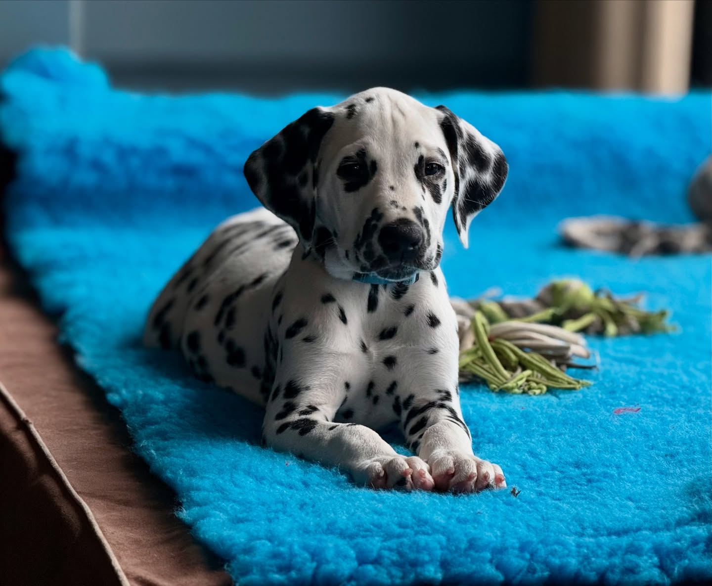 Vandaag is de eerste pup al weer verhuisd. Wat gaat het toch ongelofelijk snel!
Celtic Storm My Spotted Heart Dream aka Jaador Storm (Spotnik’s Viking Victory X Lichtenbelt’s Summer Breeze)😍
#meteenlacheneentraan #kleinepupswordengroot