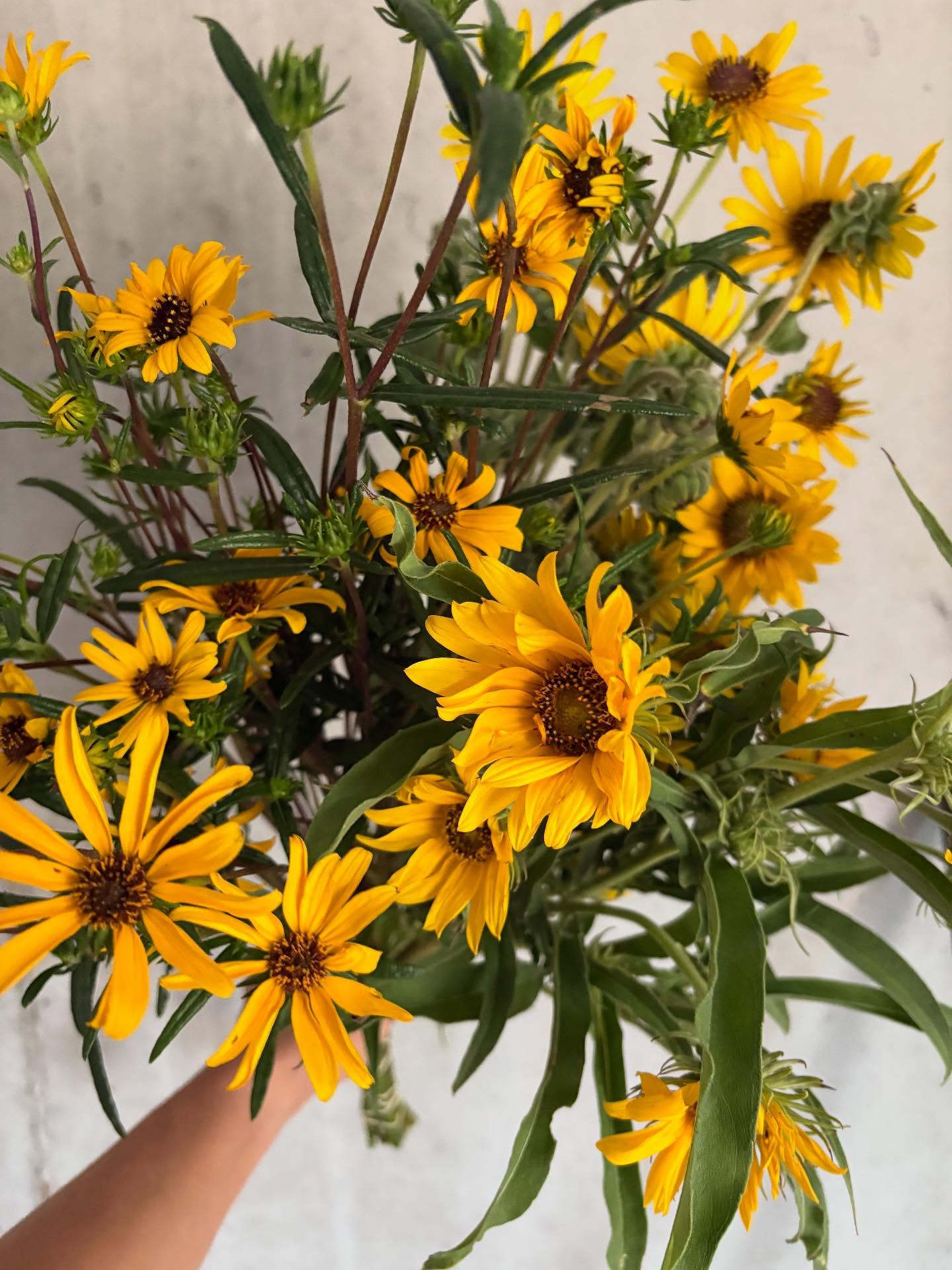 Florists! We hope you saw our latest wholesale newsletter because we have some real treats for y’all this week. 🍭
This week we began cutting our perennial sunflowers! We’ve waited for months to finally see what these fun, new-to-us (and probably new to you too!) varieties were going to look like. 👀
Here’s a little intro for the newest sunnies on the block, which look great on their own or mixed together in a bunch!
🌻 First pic: mixed perennial sunnies. We love how the subtle differences show up when they’re all bundled up together!
🌻Second pic: Downy Sunflower! Perfect-circle yellow flowers open up nicely along very sturdy stems with the slightest fuzzy texture. Long vase life. Bonus that the flower buds look like little artichokes!
🌻Third pic: Maximilian Sunflower! Sister to the downy sunflower, the appearance is similar but subtly different. We love that they both have strong stems and long vase life, but the max sunflower has a slightly more whimsical appearance with its ruffled petals and sword-shaped leaves. Great for adding movement!
🌻 Fourth pic: Our beloved swamp sunflower. Don’t let the name fool you, this is the most delicate of them all! We love the smaller, darker yellow flowers and dark, slender stems that still retain their strength while having just the right amount of bounce. These would be the go-to sunflower for your fall brides looking for colorful weddings!
🌻 Last 3 pics (but not least!) Two classics you know and love: Our annual sunflowers ‘Peredovik’ and rudbekia triloba ‘Blackjack Gold.’ We love these large green-centered sunflowers and the little spritely rudbekia that almost looks like a miniature sunflower. Swipe to the end to see the creature who enjoys our sunnies the most.
Summer flowers will be gone before we know it! Email Stephen with your orders for this week ~ stephen@peachhousefarm.com 🧑🌾