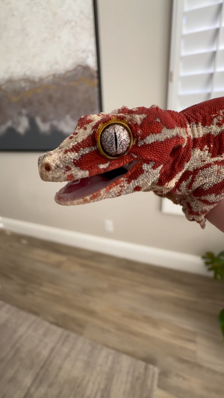 Carnage never ceases to amaze.
#gargoylegecko