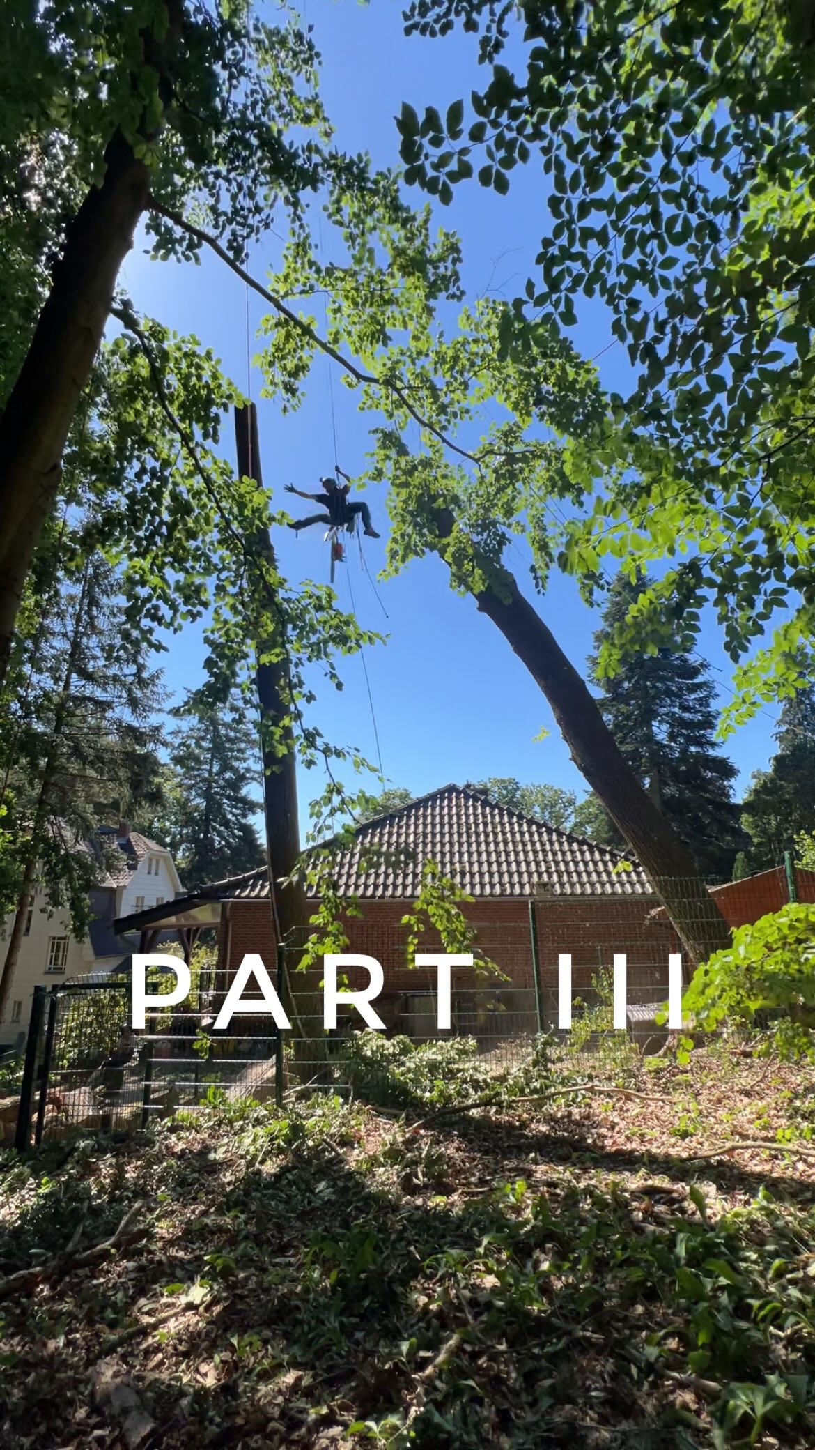 Big shoutout to everyone on the team who helped remove those two challenging oak trees! 🌳🔥
Thanks to the synchronicity and teamwork, everything went smoothly, quickly, and safely.
It’s such a great pleasure to work with people you can truly trust — it makes even the sketchiest situations feel manageable and under control.
Without you all this wouldn’t be possible, I’m Grateful for all the wild jobs we’ve pulled off together –
@juliasqueiroz, @greening_berlin , @jerome.baets , Omed and Erfan – you guys rock. 💪
#treework #climbers #baumpflege #stormdamage #teufelberger #grcswinch #treecare #roperunner #notch #dmm #sturmschäden #teamwork