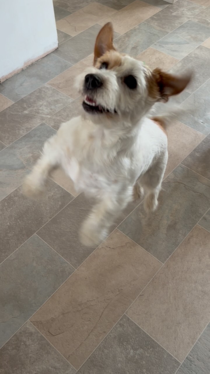 Balloon mad! #balloons #funnydog #dottydog #jackcambjrt #jrt #jackrussell
