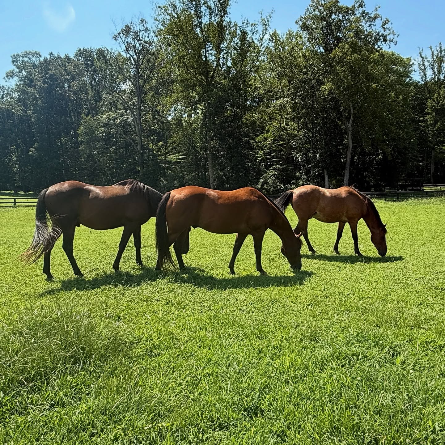 It’s a beautiful day to rescue a horse! 🩵 #horserescue #rescuehorse #horse #animalwelfare