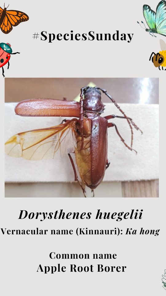 Today we have an apple pest in our #speciessunday. The grub of this beetle is called Ka hong in Kinnaur. What is it called in your language? Let us know in comments.
.
.
#saryanfoundation #biodiversity #pest #applepest #faunaofkinnaur #internshipgoals