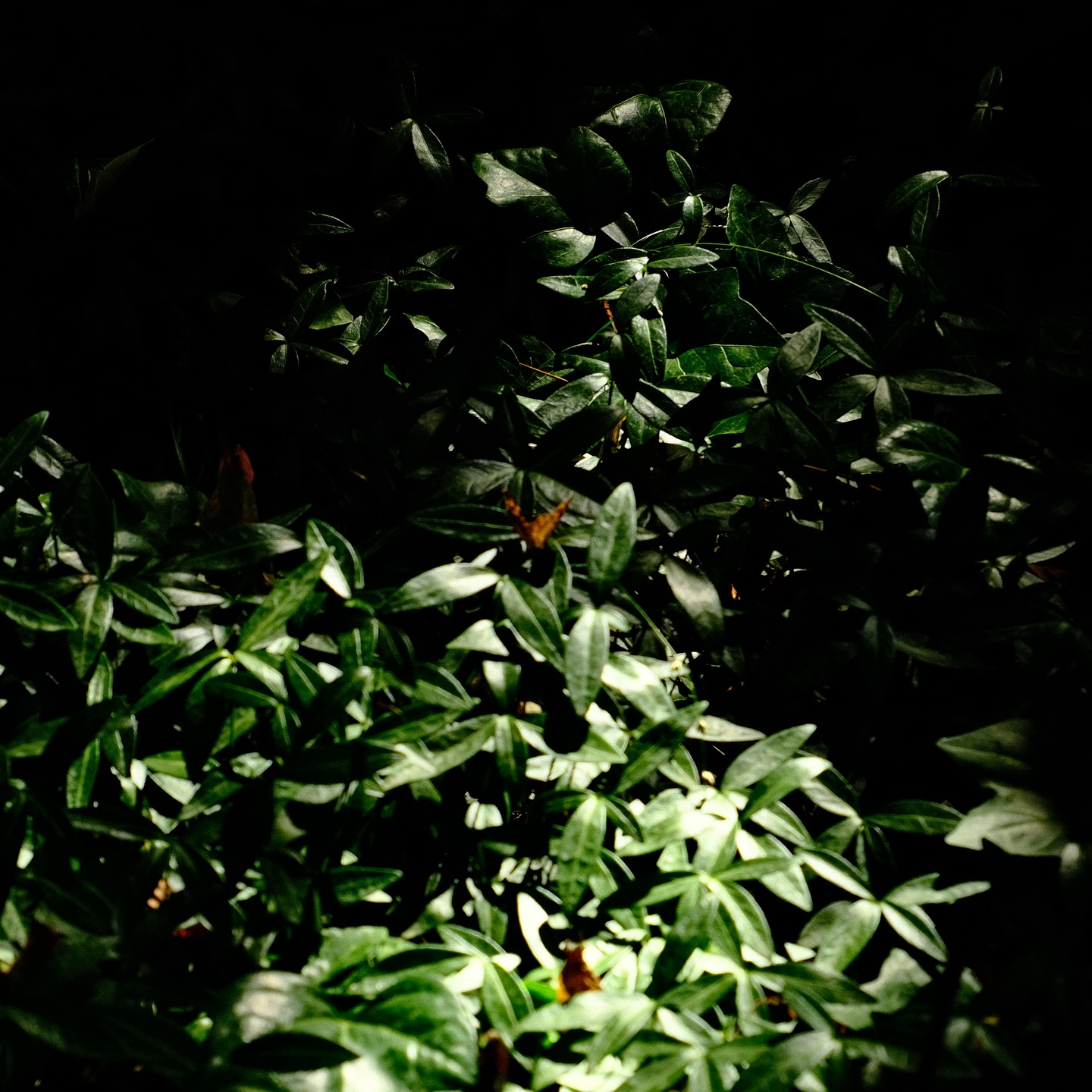 木漏れ日
Komorebi la luz que pasa a través de los árboles 🌳