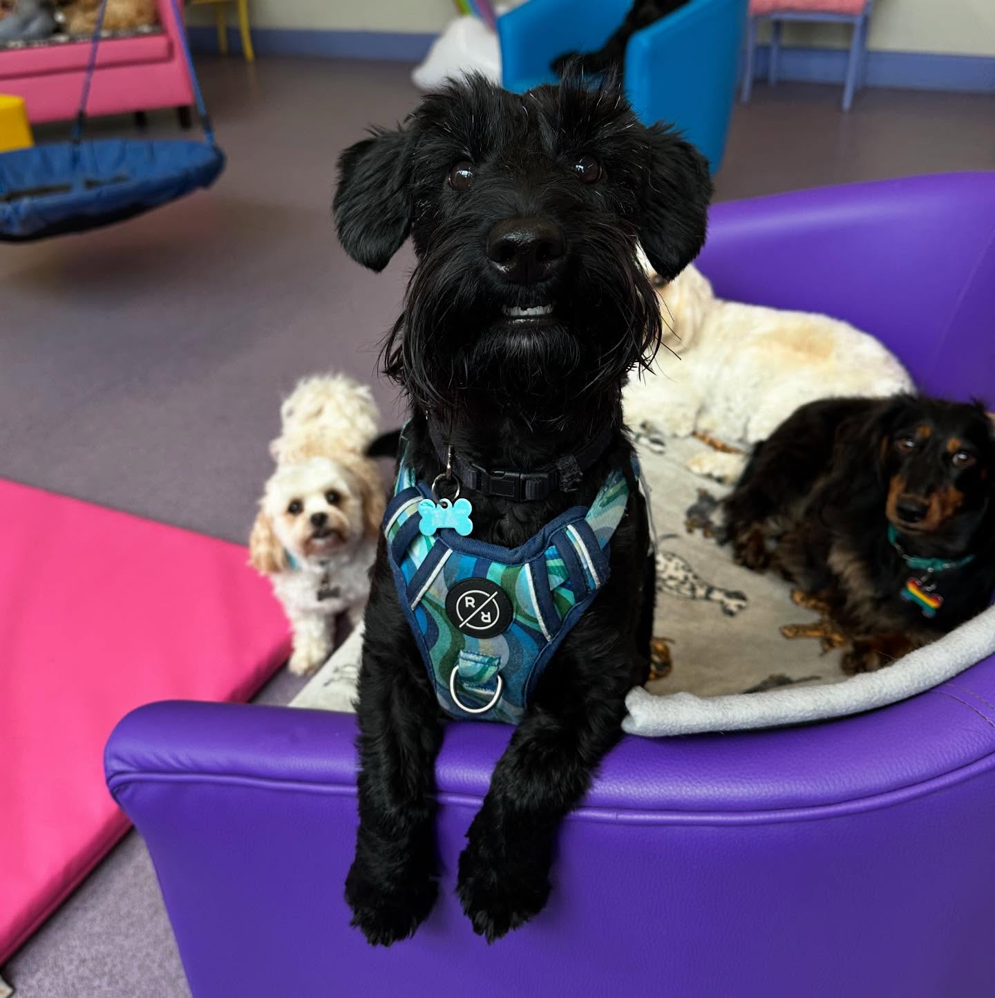 Harry is such a funny boy 💙 ________________________________________________@tillysnin #doggydaycare #doggydaycareuk #warrington #stocktonheath #cheshire