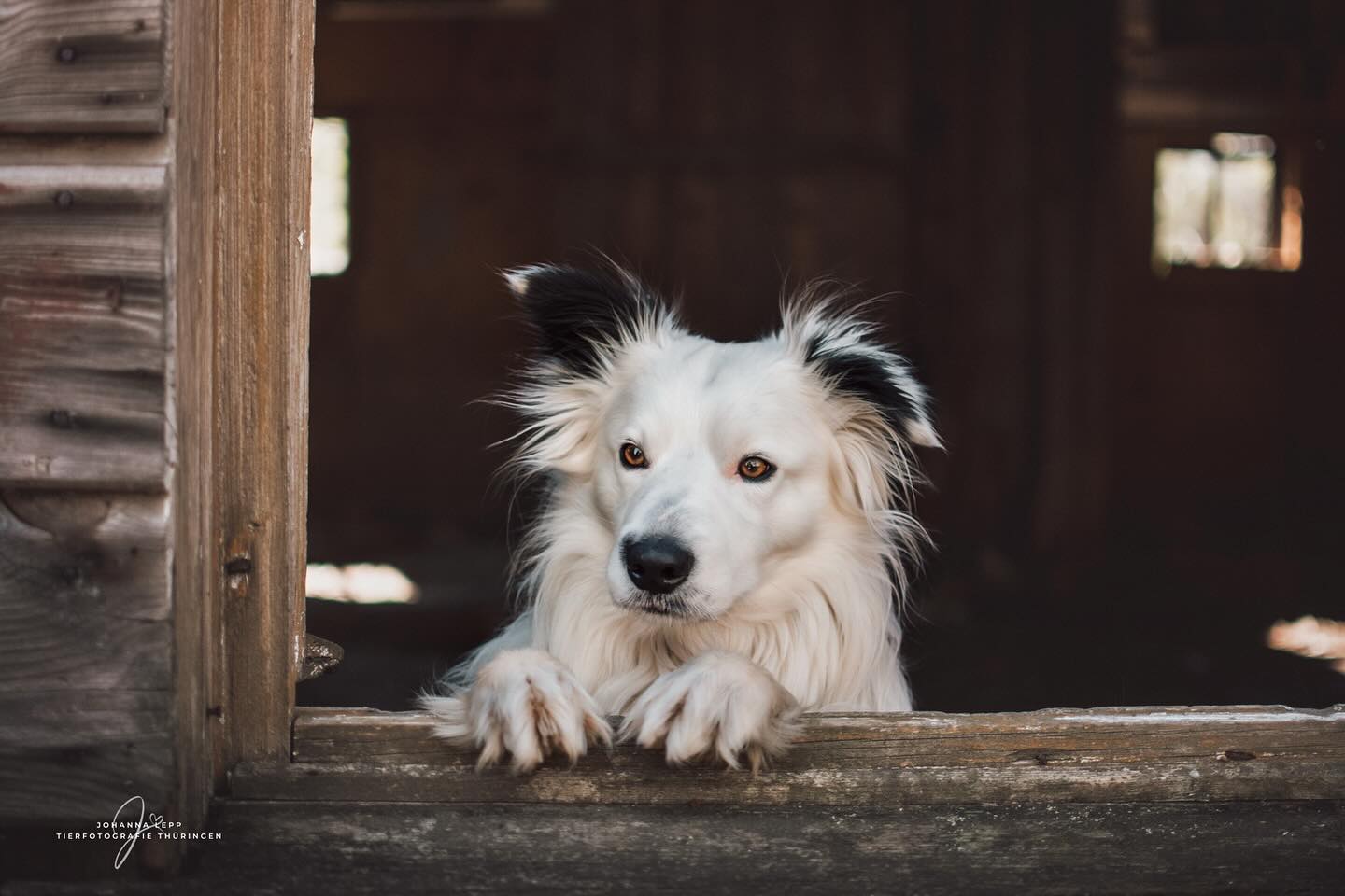 ☀️
Habt ein schönes Wochenende 🤗
•
Du hast Fragen oder möchtest direkt ein Shooting buchen? Meld dich gern 🌸
📧 info@tierfotografie-thueringen.de
💻 www.tierfotografie-thueringen.de
#hundefotografie #tierfotografie #thüringen #bordercollies #weimar