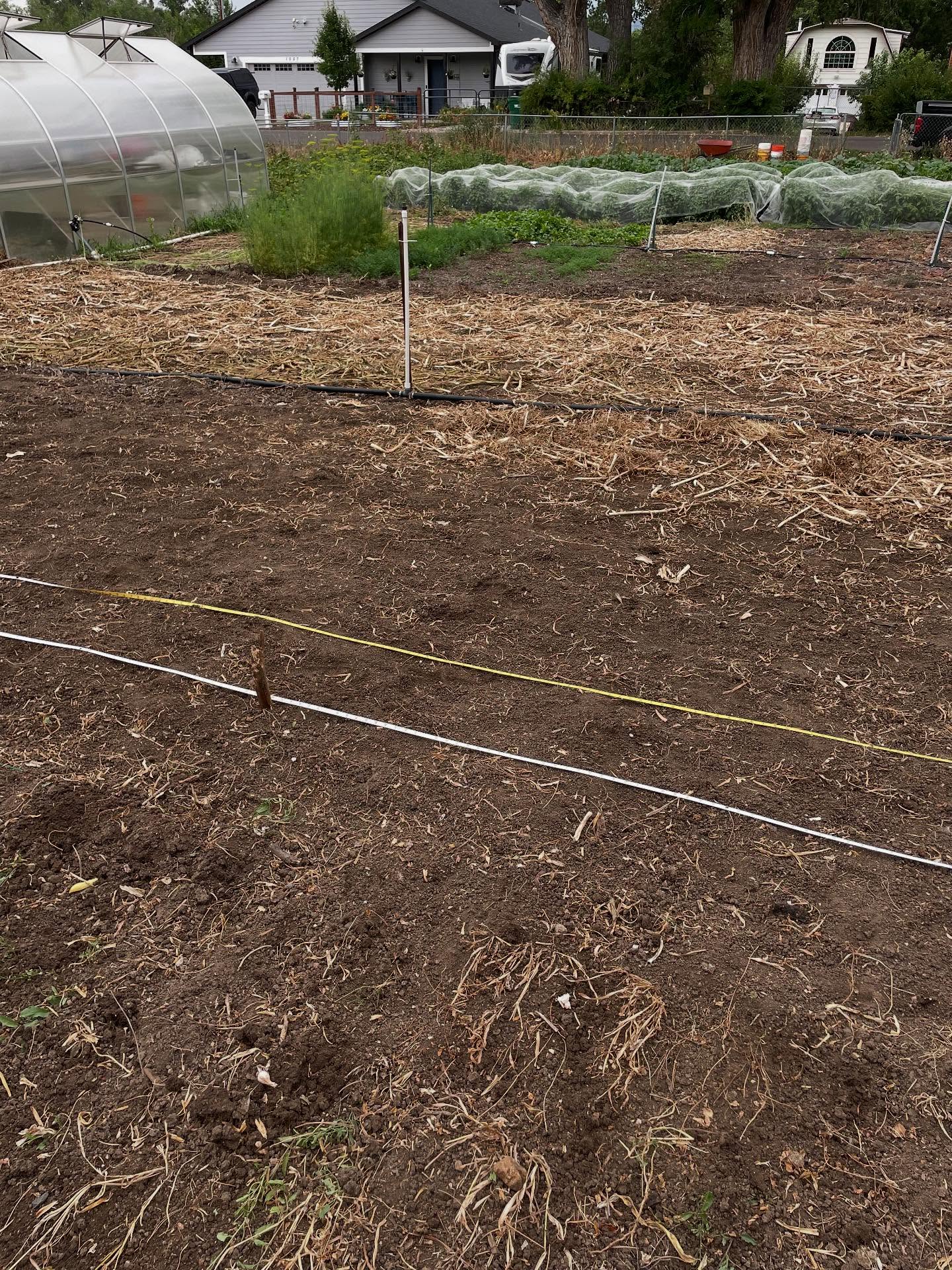 Planting the fall crops. In the areas where we harvested garlic, we are now planting all the seeds for the radishes and turnips. Got most of it done. Next week we have a few more radishes and turnips to plant, and then all the lettuce and radicchio transplants to move outside.