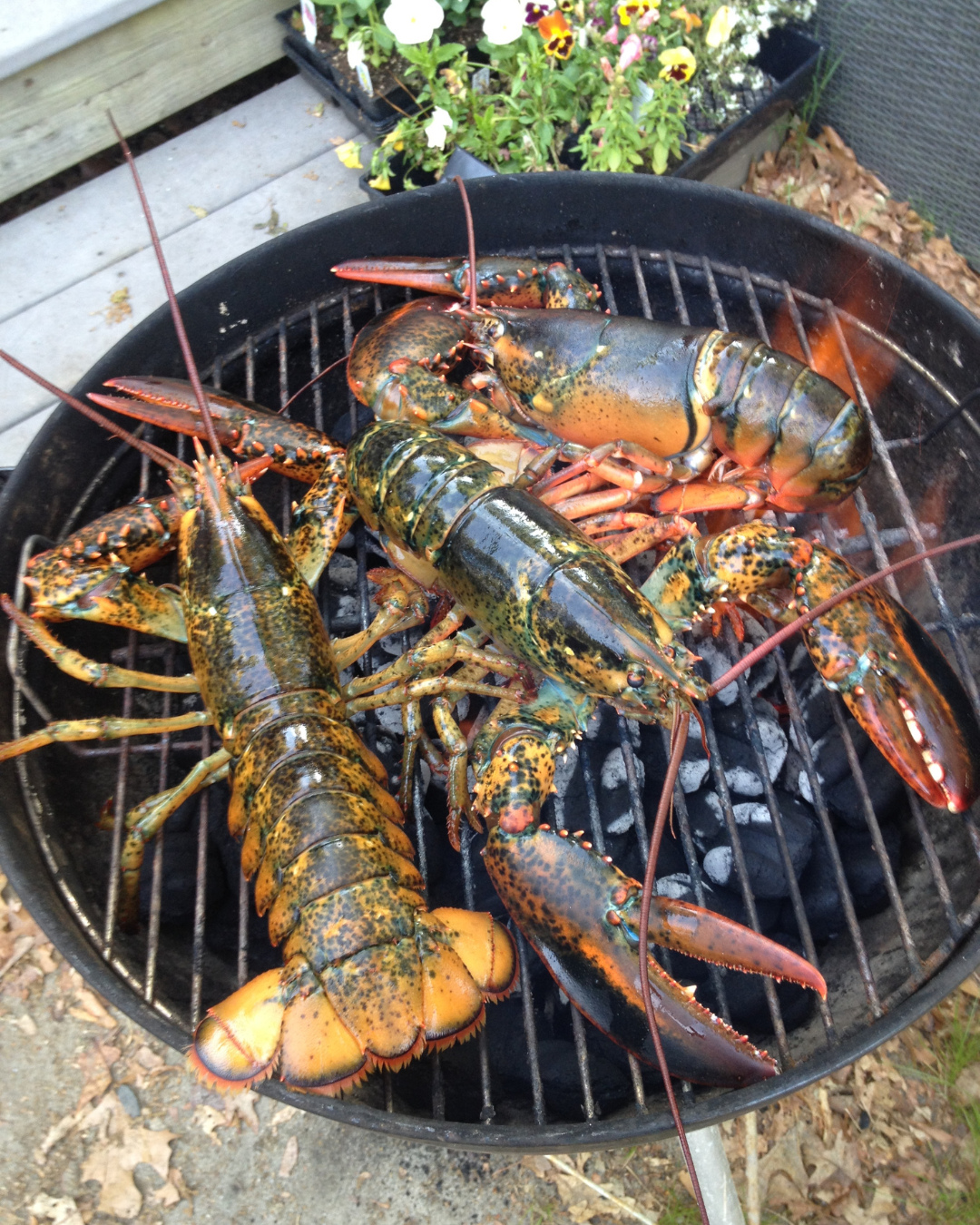 ✨ Slow mornings, fresh coffee, and plates that taste like summer. 🥐🫐 Because food just hits different when you’re here.
#YarmouthCountryCabins #CabinEats #CapeCodLiving #SlowMornings #FoodieVibes