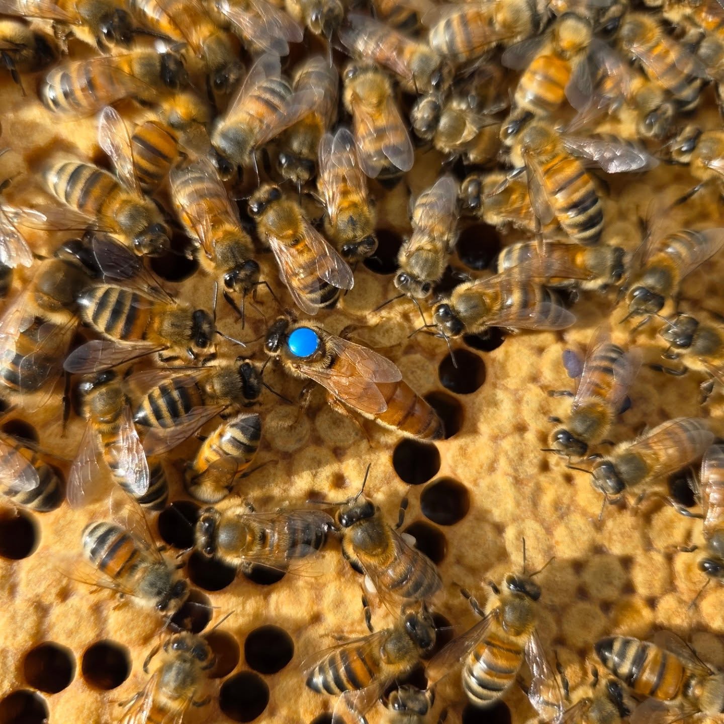 My fave photo of the day from this morning's inspections!
An absolute powerhouse - Queen Rebecca 👑.
Nailing her first year as Queenie. All 3 colonies are booming but this one is on fire! 🐝💪
#queenbee #happyhive #happybeekeeper #apiary #yorkshireapiaries #inspectionday