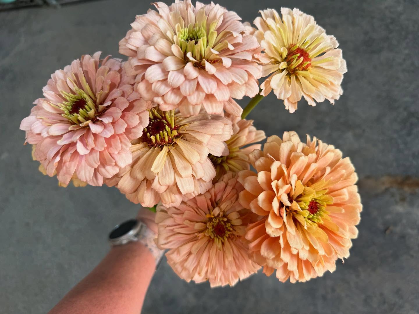 On point….
#zinnia #ballerina #grownnotflown #flowerfarm #localcolor #local #farm #406 #montana #growninmontana