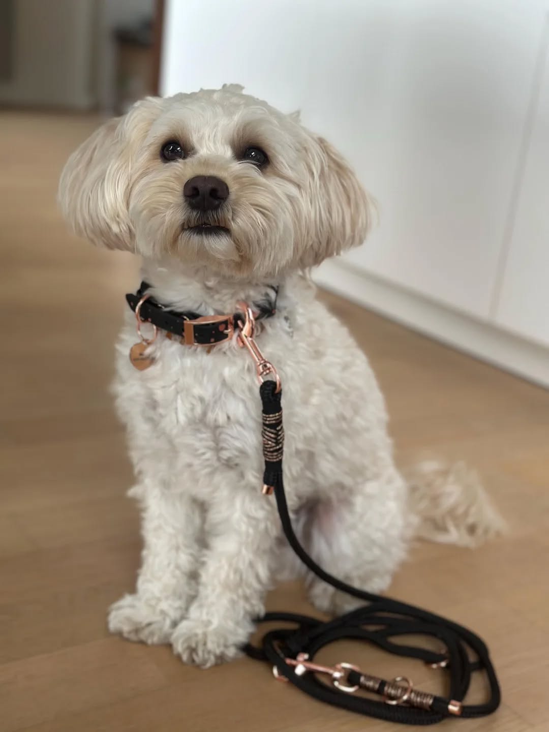 Mich haben wieder wundervolle Bilder von euch erreicht – und ich freue mich riesig, sie mit euch zu teilen! 🐾💛
Auf diesem Bild seht ihr einen ganz besonders hübschen Vierbeiner, der stolz unser Set „Pearl“ trägt – bestehend aus Leine und passendem Halsband.
Handgefertigt mit viel Liebe zum Detail – für dich und deinen Hund. 🤍
Danke für euer Vertrauen und eure tollen Rückmeldungen – ihr macht meine Arbeit so besonders!
📸 Wenn auch du Lust hast, dein Lieblingsfoto mit deiner neuen WUNSCHLEINE zu zeigen, schick mir gerne eine Nachricht!
#hundeliebe #handgemachtfürhunde #hundeleine #halsbandset #modelpearl #kundenglück #hundezubehörmitliebe #wunschleinen