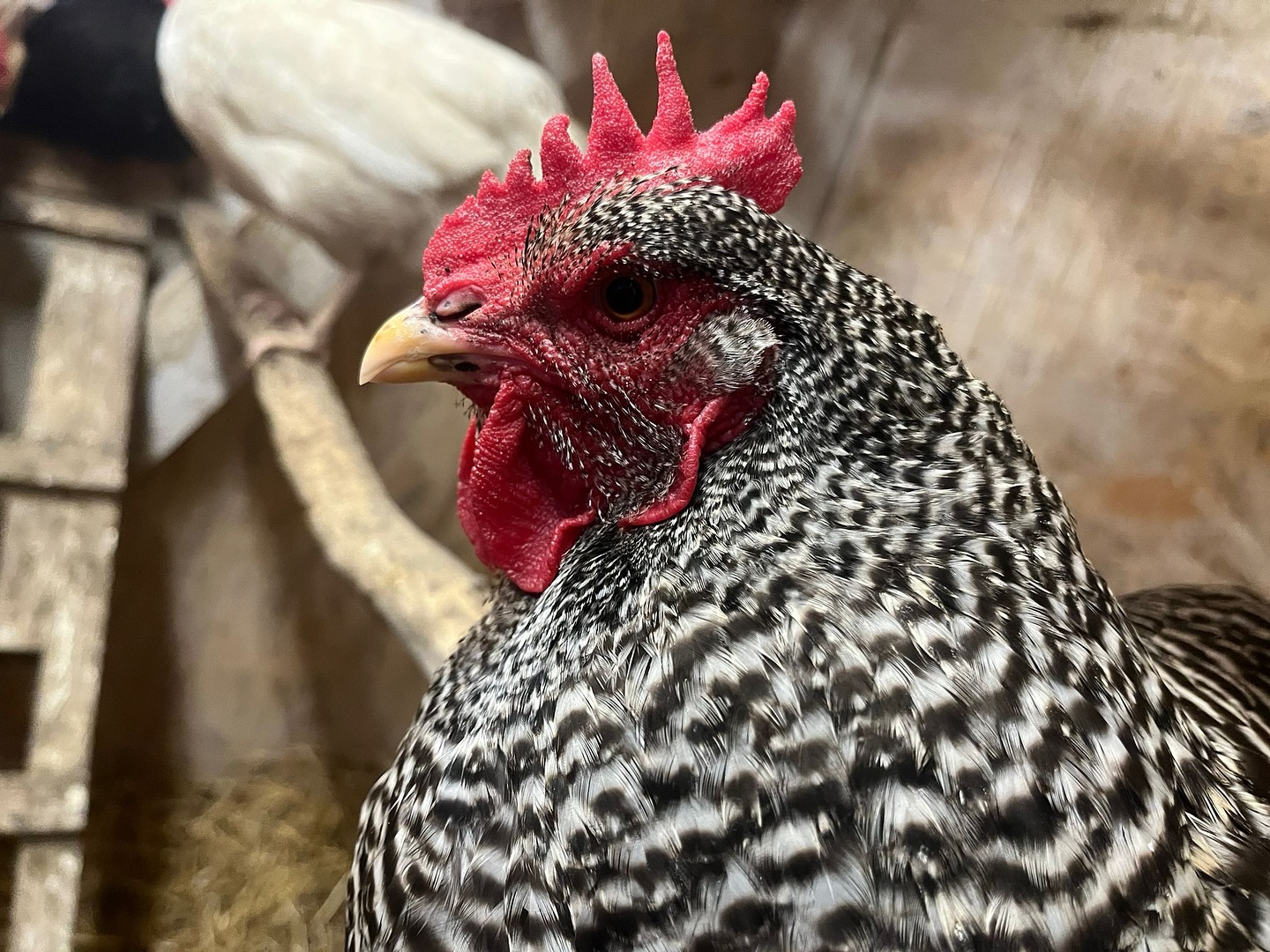 🥚 Ako sme sa dostali k domácim vajíčkam 🐓
V roku 2014 sme boli dvaja kamaráti, čo skúšali akvaponiu v skleníkoch a ani nám nenapadlo, čo všetko z toho raz vyrastie. Netušili sme, že o pár rokov budete chodiť na samozber paradajok, ktorý si dnes tak užívate, a že na kamošovej záhrade bude pobehovať takmer 80 sliepok.
A long story short – dnes už výsledok držíme v rukách. Čerstvé domáce vajíčka čakajú na vás priamo na samozbere spolu s našou zeleninou. 🥚🌱
#domacevajicka #cerstvezahrady #samozber #lokalnaprodukcia #lokalnezelenina #vajickaodstastnychsliapok #farmarskydvor #sliepkyzahrady #slovenskafarma #odnasprevas #zahradnazelenina #zdravieztoprave #farmarskazahrada #vajickazdvora #cerstveajdoma