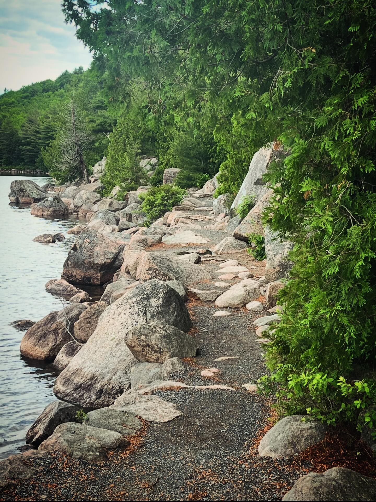 Each step on this rocky trail leads me deeper into peace—where the only sound is nature and my own quiet thoughts. 🌿🪨 #TrailTherapy #WanderWithPeace #Acadia #AcadiaNationalPark #AdventureAwaits