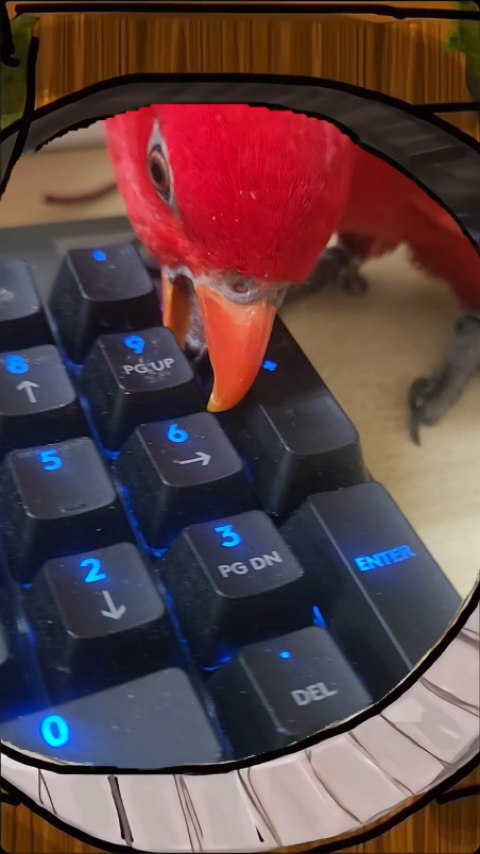 壞鳥鳥 壞鳥鳥