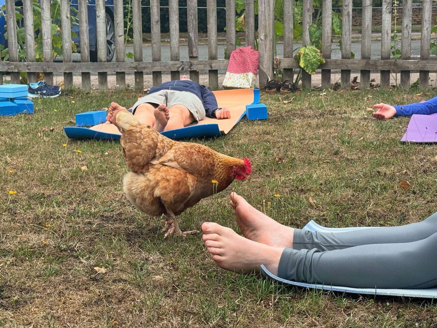 Well this was a first for me! Gate crashed by a chicken! 🐓 she strutted her stuff, pecked a few feet and then got bored and left us alone! Loved teaching at Elmley Castle today with lovely people (and poultry) learning how to incorporate neurological exercises into their yoga practice. Well done everyone. Next session 10.30am on 17 August. #outdooryoga #elmleycastle