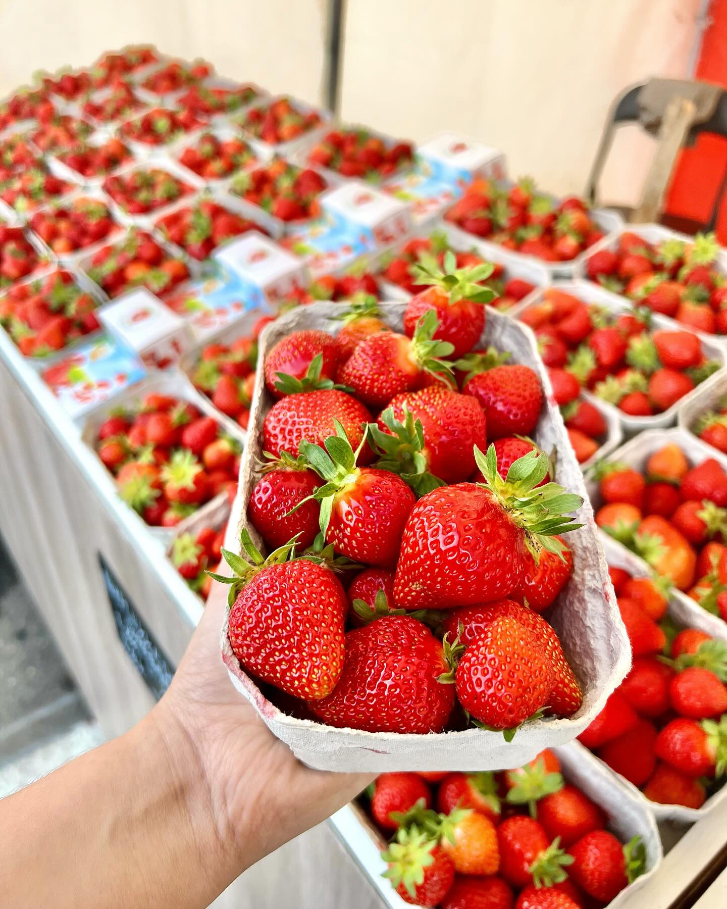 FÅ DAGE TILBAGE! 🍓🎪
Til alle vores skønne kunder!
Så er der kun 3 dage tilbage af sæsonen...🥲
Frem til søndag d.3 august kan du nyde godt af årets sidste danske jordbær, hindbær, kirsebær og kartofler hos os 🍓🍒🥔
Så SKYND DIG ned fordi og få fyldt bonuskortet og fryseren op med varer så du kan lave smoothies, is, grød og syltetøj henover vinteren indtil vi ses igen til næste sommer!
- Vi har som altid åbent i boderne fra kl 10.00-18.00 🎪🇩🇰
Find de boder der har åbent her - https://www.detgladejordbaer.dk/find-telt
Og så glæder vi os rigtig meget til at se dig 🍓👋🏼