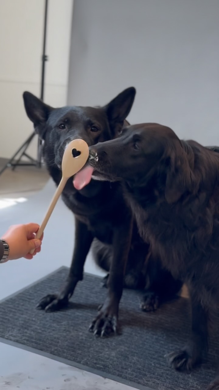 Die Ruhrpott- Hundemesse liegt hinter uns.
Wir hatten zwei super schöne und spannende Tage, an denen Jasmin zwei tolle Vorträge gehalten hat und an denen auch unsere Hunde voll auf ihre Kosten gekommen sind.
Sie hatten dank der lieben @pfotenblitzer wohl das beste Fotoshooting ihres Lebens!
•
Während des Shootings mit Teddy stand plötzlich die @waz_duisburg im Raum und hat währenddessen Fotos und Videos von Teddy und den @pfotenblitzer gemacht.
Seid gestern ist er in den Beiträgen über die Messe bei der @waz_duisburg tatsächlich auch zu sehen. Was für ein Zufall😍
•
Auf die Ergebnisse der Shootings sind wir alle natürlich unfassbar gespannt und da ich bereits gebeten wurde sie zu teilen, werden wir sie euch natürlich direkt zeigen sobald sie da sind♥️
•
•
#dogsofinstagram #instadog #dogphoto #dogphotoshoot #dogphotography #hundefoto #hundefotografie #hundeshooting #hundeliebe #bordercollie #bordercollieofinstagram #pinscher #pinscherlove #jackrussell #jackrussellterrier #gsd #germansherpherd #blackdog