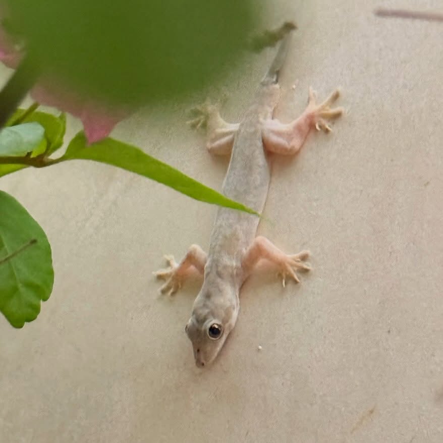 Cracked open a cold Bintang and met Gary, the villa gecko.
He didn’t speak, didn’t blink — just stared like he pays the electricity bill.
Unbothered. Uninvited. Absolutely iconic.
#WhereTheTuk #GeckoRoommate #BintangAndGary #PassiveAggressiveLizardVibes #TinyLandlordEnergy