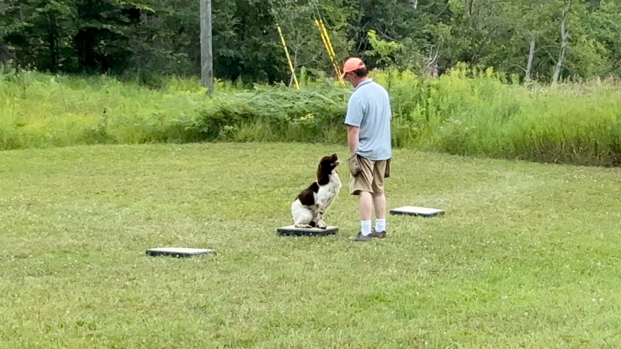 Meet Buzz, the newest English Springer Spaniel in training! 🐾 Today we’re keeping it simple yet powerful with place board drills—layered with clicker clicks and treats to build excitement and confidence.
Training is all about trust, repetition, and positive reinforcement. Stay tuned as Buzz grows into a confident, well-mannered field partner!
By starting with these foundational drills—kept simple, calm, and rewarding—we ensure Buzz develops confidence, focus, and a joyful willingness to learn. Whether you’re preparing for field trials or simply seeking a well-mannered companion, our layered, positive approach sets the stage for success.
👉 Ready to give your spaniel the best start? Visit our link in our BIO to learn more!
SpringerSpanielTraining
PlaceBoardDrills
ClickerTraining
TreatTraining
PositiveReinforcement
GunDogTraining
DogBehavior
TrainingJourney
SpanielLife
PuppyTrainingTips