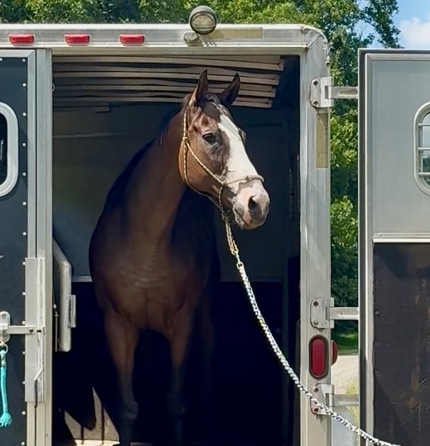 Welcome to Nalani “Big Al” (Jockey Club name: Safely Stored). More to come, but my first impression is he’s just as sweet as he is big! 🩵 #ottb #horserescue #rescuehorse