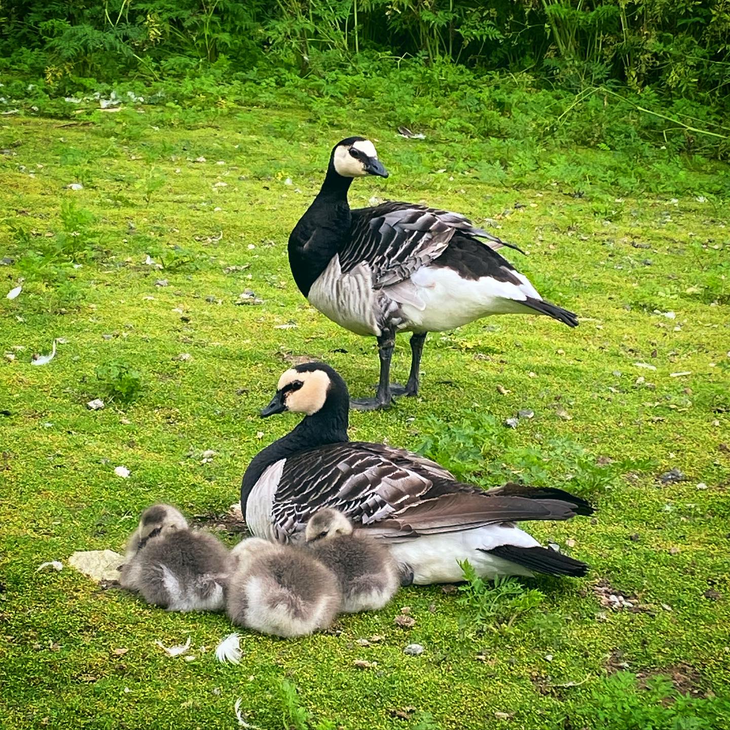 🐥🪿 På Snyfjellet Gård har vi søte, små gåsunger! Våre hvitkinngås passer godt på de små, og det er et nydelig syn å se hele familien rusle rundt på gården 💛
Har du sett en gåsefamilie på nært hold før? Det er noe helt spesielt med hvordan de små følger etter mamma og pappa på rekke og rad 😍
Kom gjerne innom og hils på gås, and og svane i dammen vår – kanskje du får se de små tassene utforske verden 🐣
🕐 Åpent tirsdag–søndag kl. 13:00–16:00
📍 Midt på vakre Senja
👉 Følg oss for flere dyreøyeblikk fra gården!
#SnyfjelletGård #Snyfjellet2025 #Senja #DyreparkINord #Familieopplevelse #Gåsefamilie #Kvitkinngås #Dyreglede #VisitSenja #BarnasFavoritt #Hvitkinngås #birdphotographer #Dyrevenn