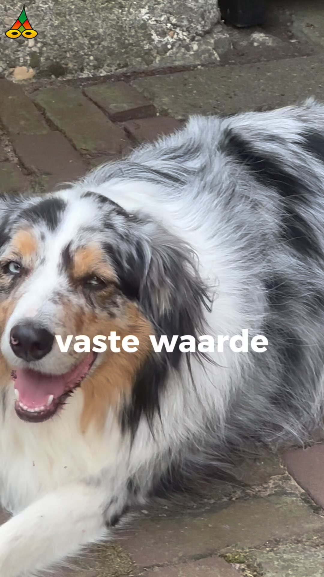 – Vaste waarde 🚘🧽
Soms is liefde poetsen.
En soms is poetsen een spiegel die je zegt waar het op staat.
Oud en mooi moet je koesteren.
Of het nou om een #Saab gaat of om de vrouw die je scherp houdt.
Volg het @poeziejournaal - dichterlijke reportages met rechte rug en open hart.
✍️ Maurice Jonkers & 🎥 Hilma ten Boske
Wil jij ook een gedicht of optreden?
Stuur een DM of kijk via de link in bio.
#poëziejournaal #houdezonzijde #dichteropwielen #saab93 #vrijevinger #liefdealslak #nietlullenpoetsen