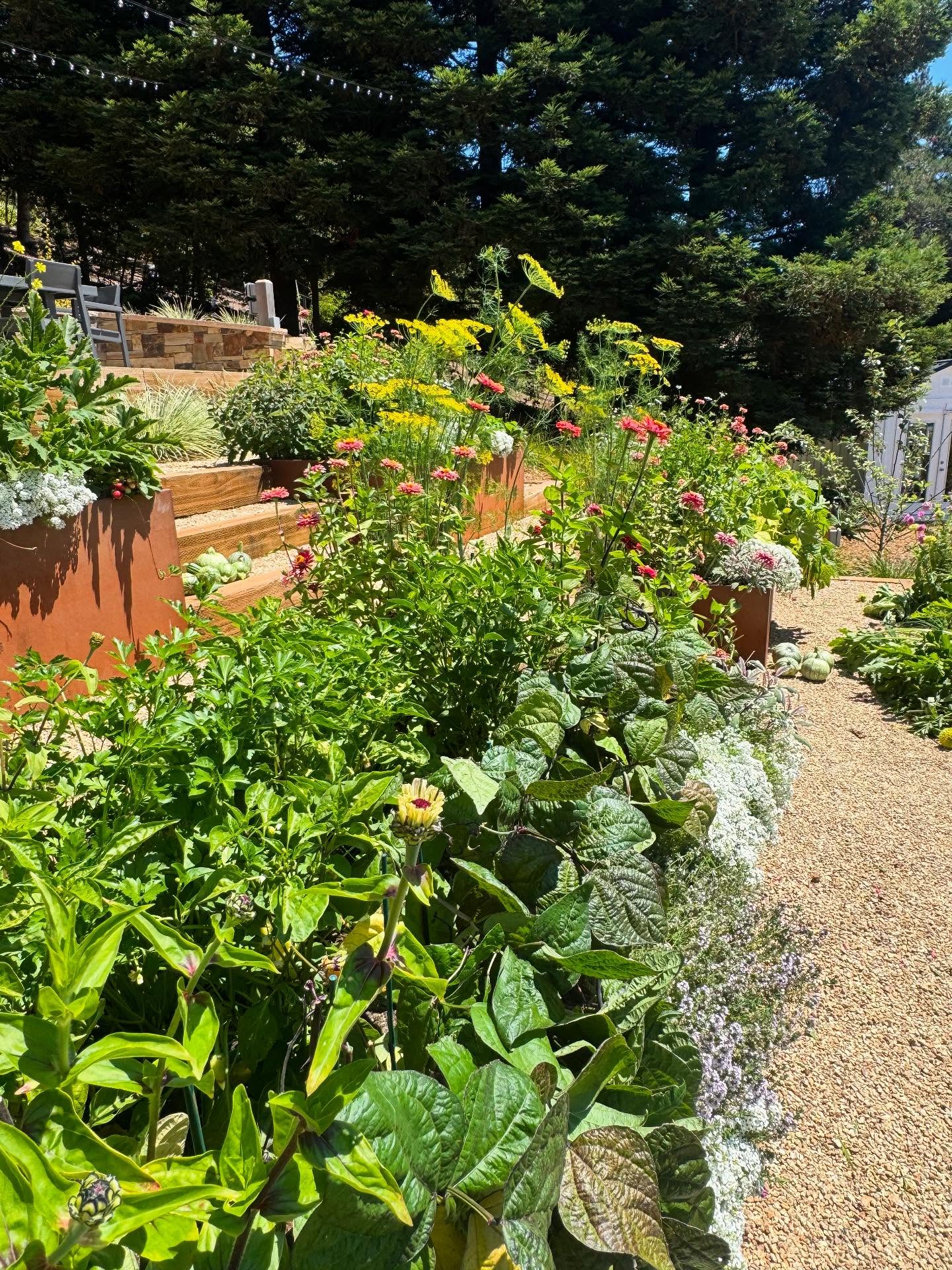 Summer is in full swing in our Yard To Table gardens! We're harvesting an abundance of zucchini, tomatoes, beans, peppers, flowers, basil, parsley, cucumbers, and more! We're also planning ahead for our fall garden, starting seeds and making planting plans. We're excited for the cool season veggies to come.
If you're thinking of starting a garden, don't wait until the spring rush! The cool season is perfect for designing, building, and planting your garden.
Reach out today to get on our Garden Consultation list for fall and winter installations. Hurry, we're almost fully booked!!