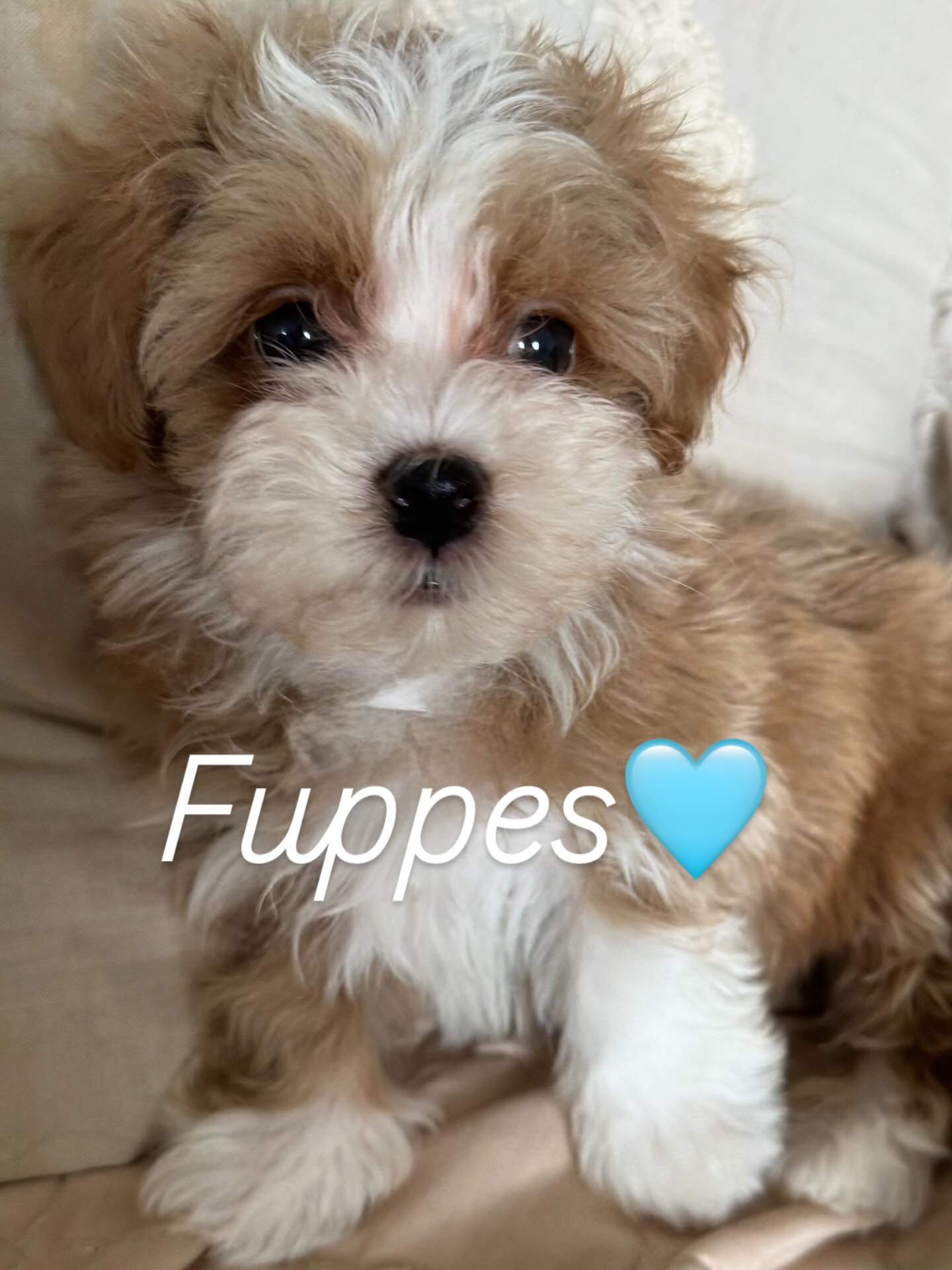 #havaneser #zucht #niedersachsen #stolzemama