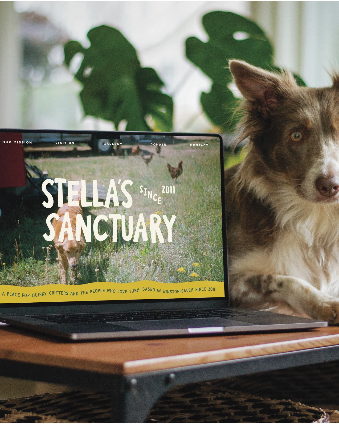 Website is live & link is in the bio! 😙👌 #WSNC #dontshopadopt #StellasRescue #NC #farmlife #supportlocal #foster