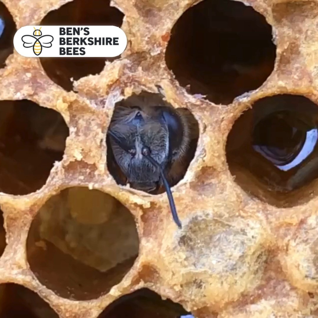 A new bee emerging from its cell.