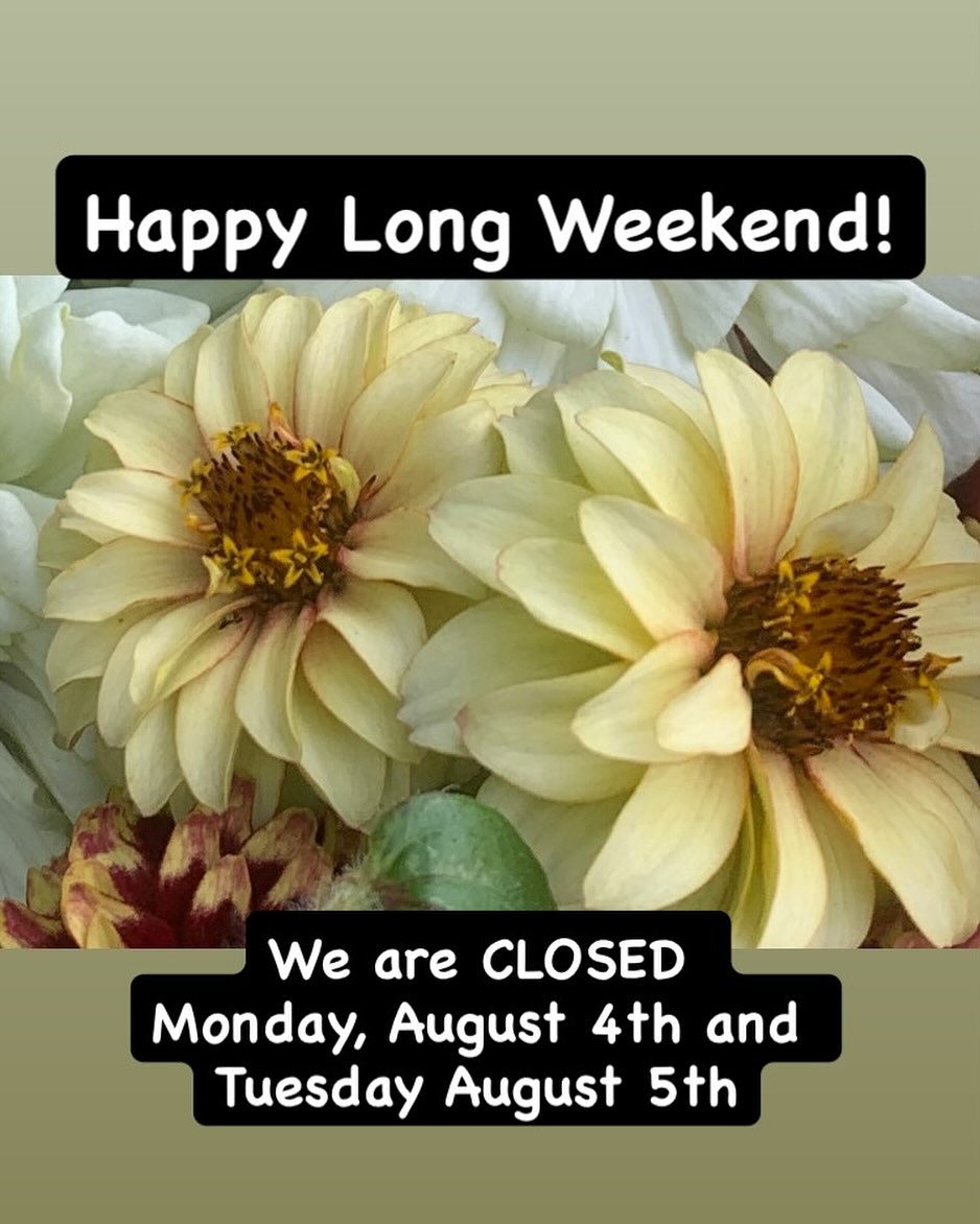 We hope you have a great long weekend! We are open again Wednesday at 9am. We’ll have freshly harvested bouquets and blooms ready for you!
#Thegardeninharrington #harringtonontario #stratfordontario #stratforontarioflowers #tavistockontario #tavistockontarioflowers #embroontario #embroontarioflowers #woodstockontario #woodstockontarioflowers #stmarysontario