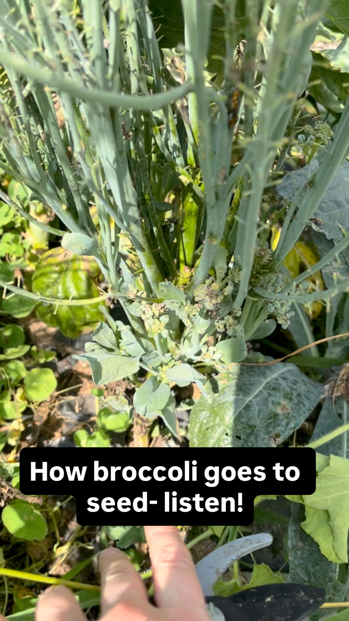 #broccoli #gardening #vegetables